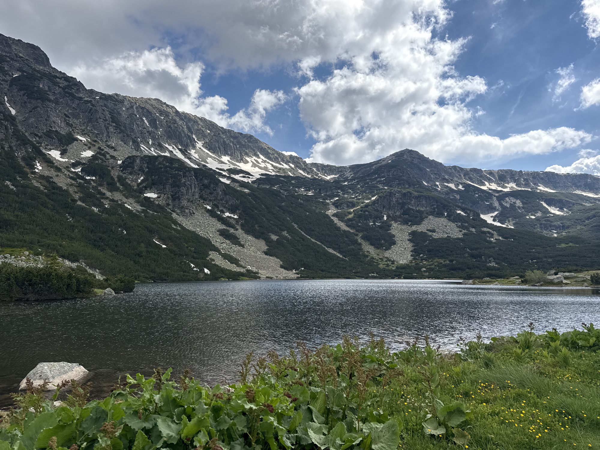 The image depicts a serene mountain lake scene in Avramovo, Bulgaria. In the foreground, lush green vegetation, including large leaves and small yellow wildflowers, carpets the lakeshore. A large, light-colored rock rests partially submerged in the shallow water near the left edge of the frame. The middle ground is dominated by a dark, rippling lake reflecting the sky. The background features a majestic mountain range, its slopes covered in dark green coniferous trees and rocky outcrops. Patches of lingering snow are visible on the higher elevations of the mountains. The sky above is a vivid blue, dotted with fluffy white clouds. The overall environment is natural and untouched, conveying a sense of tranquility and wilderness. There are no people or animals visible in the image.