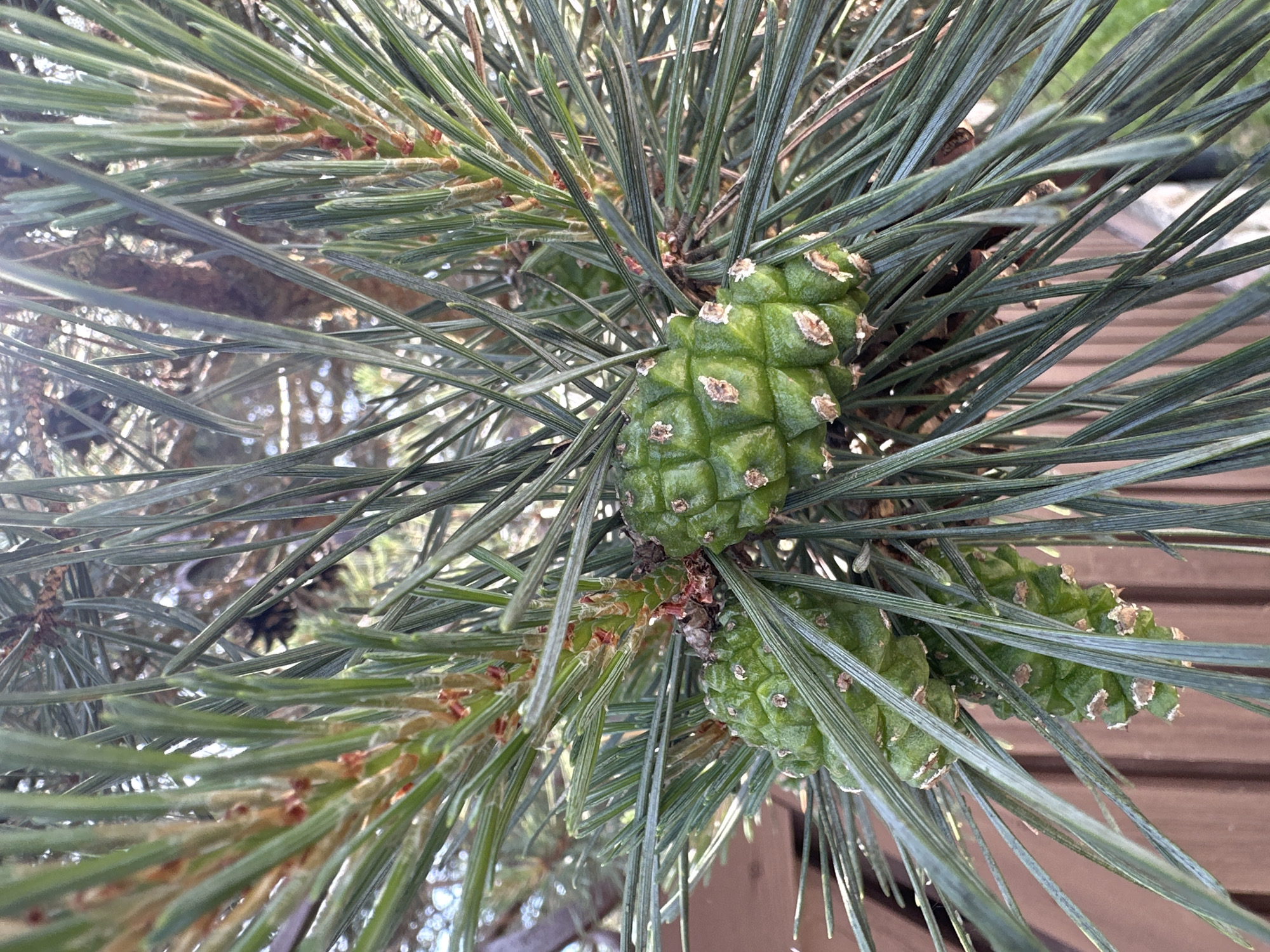 A close-up photograph depicts a segment of a coniferous tree branch, likely a pine, located in Новоглаголево, Russia. The primary subjects are two distinct, immature, green pine cones with a textured, tessellated surface, indicating early development. The more prominent cone is positioned to the right of the center, while another is situated below and to its left, partially obscured by needles. A third, elongated developing cone or bud is visible in the upper left quadrant. These cones are surrounded by numerous long, slender, dark green pine needles, arranged in dense clusters. Small, reddish-brown structures, possibly developing buds or male cones, are interspersed among the needle fascicles, particularly at the base of the new growth. The background is out of focus, showing diffused natural light, indistinct darker foliage, and a reddish-brown wooden fence or wall in the lower and left portions of the frame. No individuals or specific actions are depicted.