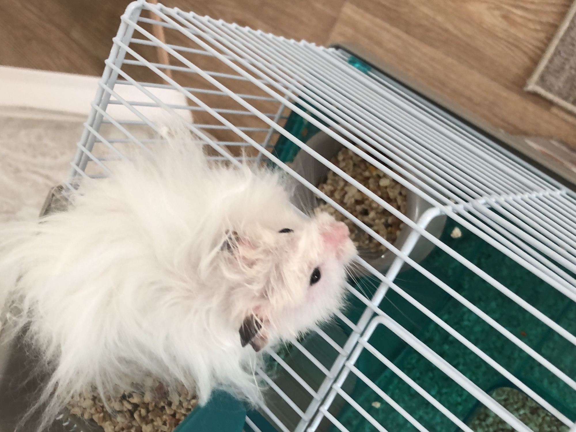 A fluffy white hamster with black markings on its ears and a pink nose is nestled in its cage. The cage has white bars and a green plastic base. The hamster is surrounded by bedding and what appears to be hamster food. The background suggests an indoor setting with wooden flooring. This scene is not specific to any location in Solikamsk, Russia, or any other city.