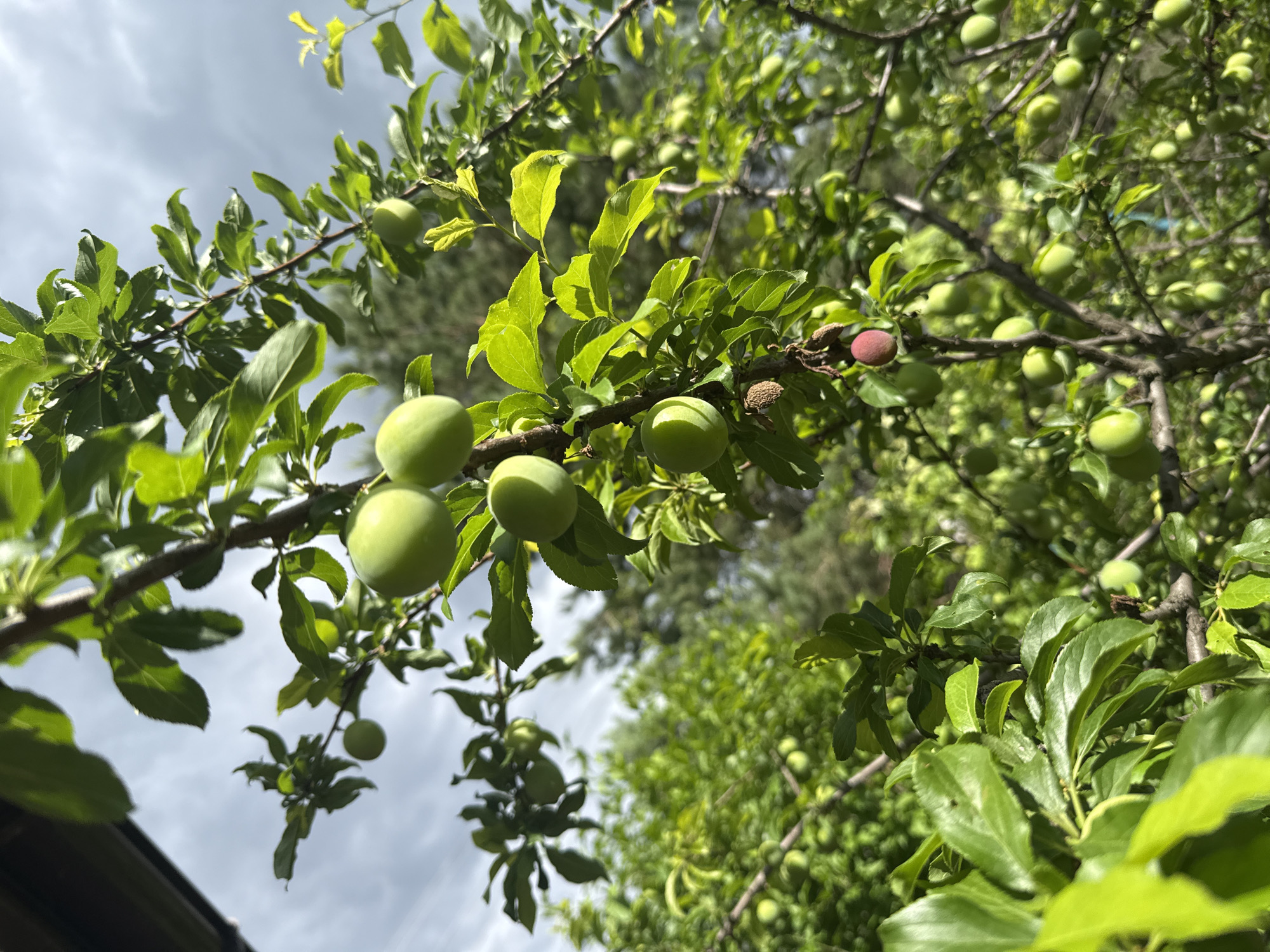 The image shows a close-up view of a plum tree branch with unripe green plums and one ripe red plum, set against a background of lush green foliage and a cloudy sky. The scene is located in Obukhivka, Ukraine. The branch is thick and woody, with dark bark and numerous green leaves. Several clusters of green plums are visible, some hanging individually and others in small groups. One plum near the bottom of the frame is larger and appears to be starting to ripen, showing a blush of red. A single, fully ripe red plum is also visible, higher up on the branch. The surrounding environment is dense with greenery, suggesting a garden or orchard setting. The lighting suggests it is daytime, with the sun partially obscured by clouds. There are no people or animals present in the image.