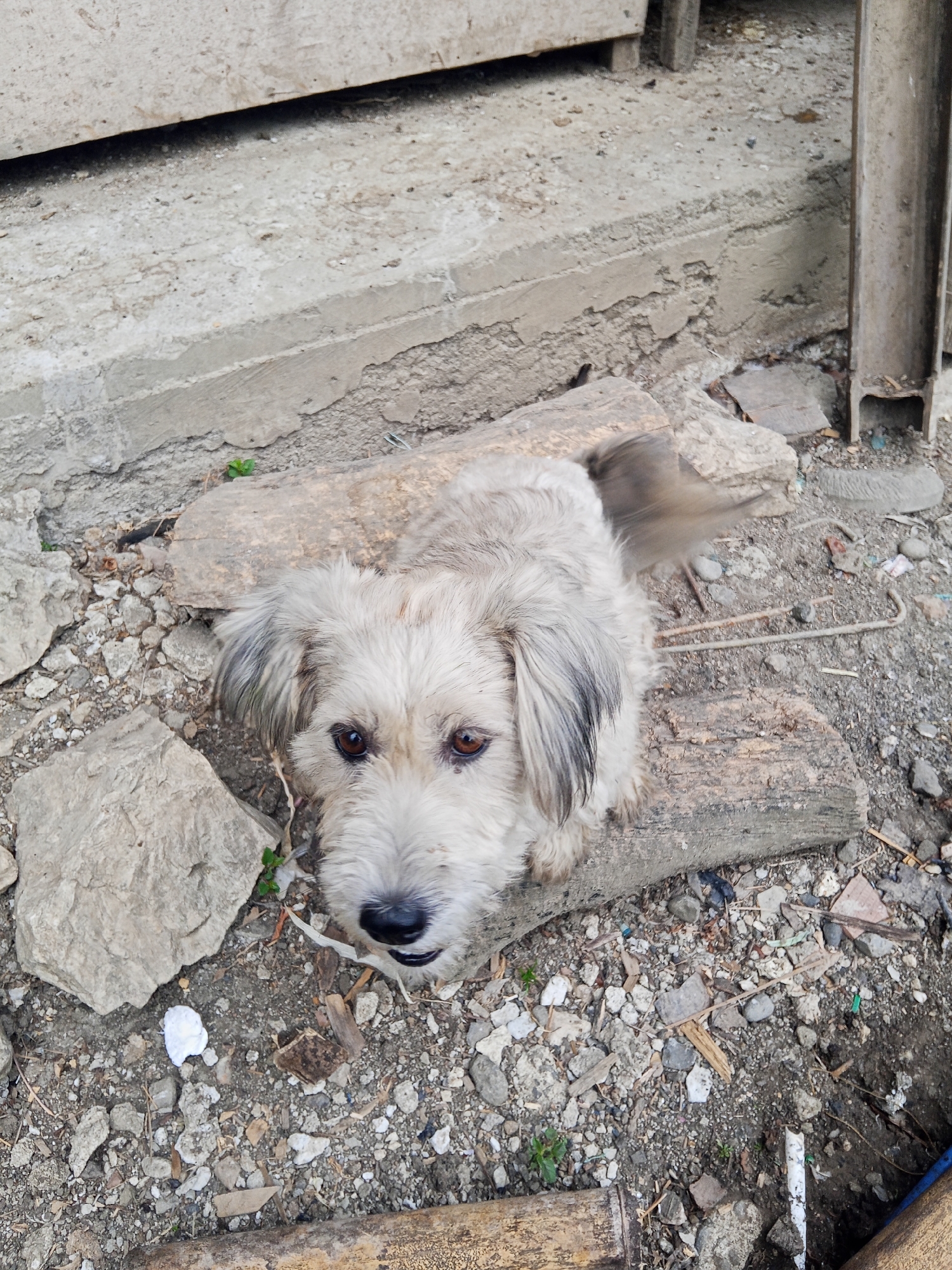 A scruffy, light-colored dog is lying on a piece of wood in a desolate urban environment. The dog is looking up at the camera with a slightly blurred tail suggesting movement. The ground is covered in gravel, rocks, and debris. In the background, there is a concrete structure and a metal beam. The scene appears to be in Makale, Indonesia.