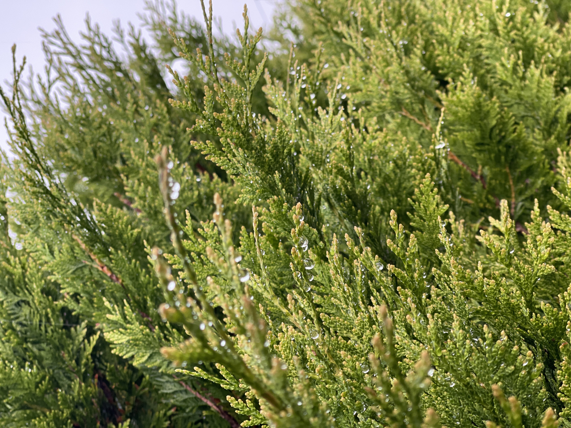 A close-up, vertical shot showcases the dense, green foliage of a cypress tree, heavily laden with water droplets. The droplets, of various sizes, cling to the delicate, scale-like leaves, reflecting the light. The lighting suggests an overcast day, as indicated by the soft, diffused light and the pale, washed-out sky visible in the background. The image captures the texture and vibrant green hues of the cypress, with some of the newer growth appearing lighter green or yellowish. The focus is sharp on the foreground elements, while the background foliage becomes progressively softer and out of focus, creating a shallow depth of field. This image was taken in Zelenogradsk, Russia, likely in a park or garden setting. There are no people or animals present in the frame. The scene is natural and undisturbed.