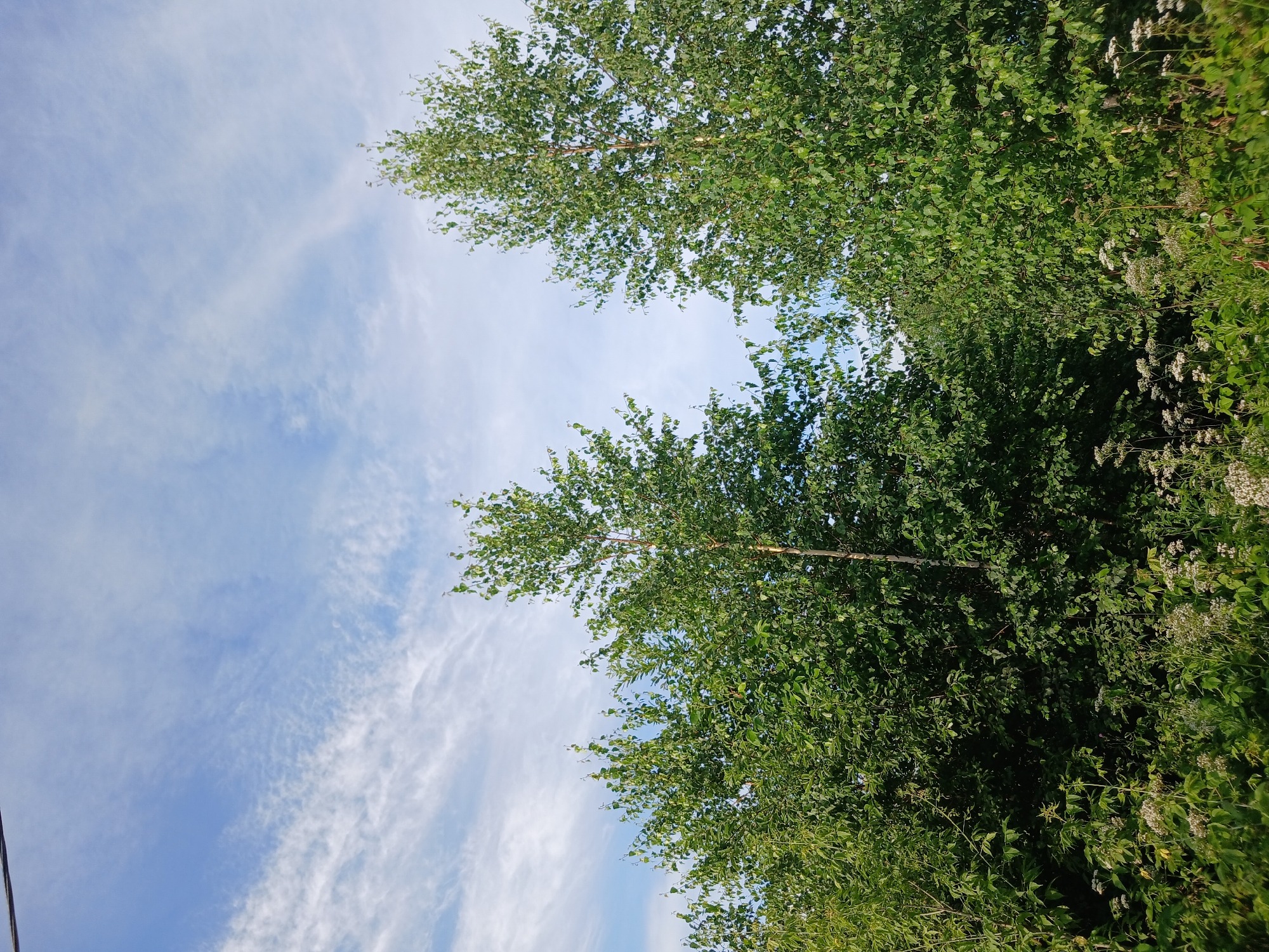 The image depicts a view of lush green trees and vegetation under a partially cloudy blue sky. Two tall trees, likely birches given their slender trunks and light bark, are prominent in the center and right of the frame. The foliage is dense and vibrant green, with smaller trees and bushes filling the lower half of the image. Wildflowers with small white blossoms are scattered throughout the undergrowth. The scene appears to be an outdoor natural environment, possibly a park or a wooded area. There are no people or animals visible in the image. The upper left corner shows a thin dark line, which might be a power line, suggesting a proximity to human infrastructure. The overall impression is one of a serene, natural setting on a bright day. This scene is located in the city of Prokopyevsk, Russia.