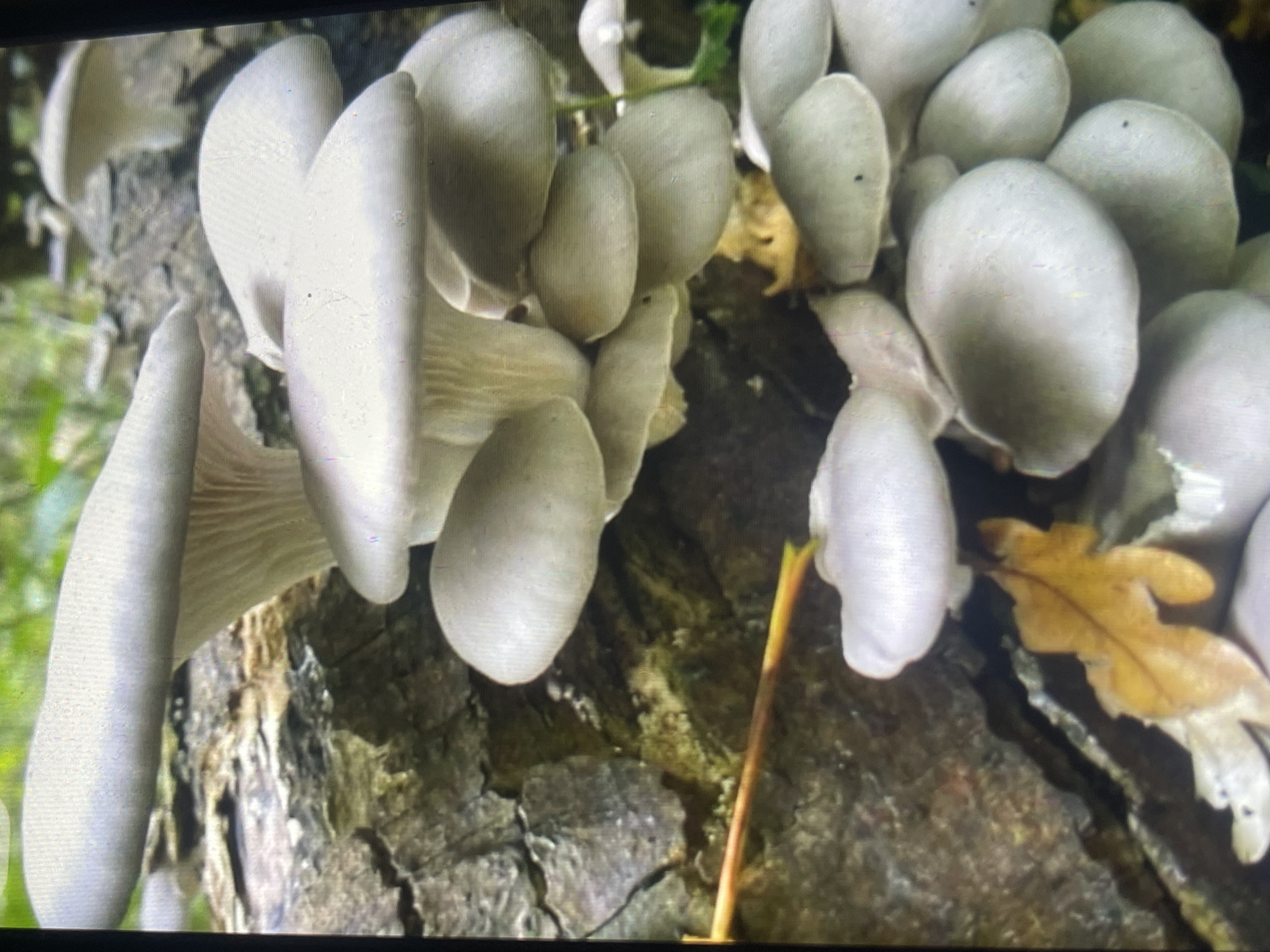 The image shows a cluster of pale gray mushrooms growing on a decaying log. The mushrooms have broad, fan-shaped caps and delicate gills. They are arranged in overlapping tiers, creating a textured and visually interesting display. The log itself appears to be rough and weathered, with visible cracks and bark. A single dry, yellow oak leaf rests on the log near the base of the mushroom cluster. The background is blurred, suggesting a natural, wooded environment with hints of green foliage. The lighting is natural and diffused, casting soft shadows and highlighting the subtle variations in color and texture of the mushrooms and the log. There are no people or discernible structures visible in the image, and no specific location in Bishkek City, Kyrgyzstan can be identified.