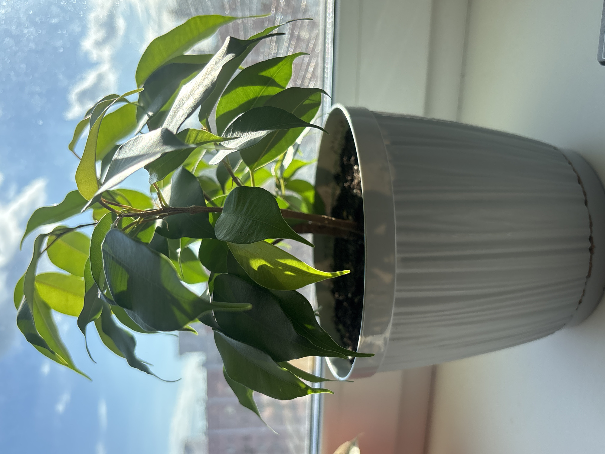 A potted ficus plant sits on a windowsill. The plant has numerous green leaves and a brown stem. It is in a white, ribbed pot with a matching saucer. Outside the window, the sky is blue with scattered clouds, and there are blurred buildings in the background. The scene appears to be indoors, with the plant positioned to receive sunlight. The image does not provide any specific geographical indicators to pinpoint its location in Minsk, Belarus.