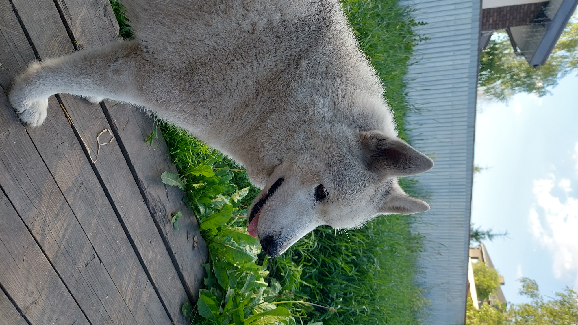 A light-colored dog with a fluffy coat is the main subject of this media file, captured in an outdoor setting. The dog is partially visible, with its head turned to the side, its tongue slightly out. It appears to be sniffing or interacting with the green grass in front of it. The dog is positioned on a wooden deck, which is made of dark planks.
The background shows a green grassy area and a light-colored metal fence. Beyond the fence, a building with a brown roof and some trees are visible against a bright blue sky with scattered white clouds. The scene suggests it's daytime, likely a sunny day given the bright sky.
The dog's posture and slightly open mouth give it a curious and engaged expression. The wooden deck, the grass, and the fence are common elements of a yard or outdoor living space. The setting appears to be residential. No text is visible in the media file. The dog's fur is light gray or white, with darker markings around its eyes and nose. One of its paws is also visible on the wooden deck, with white fur.