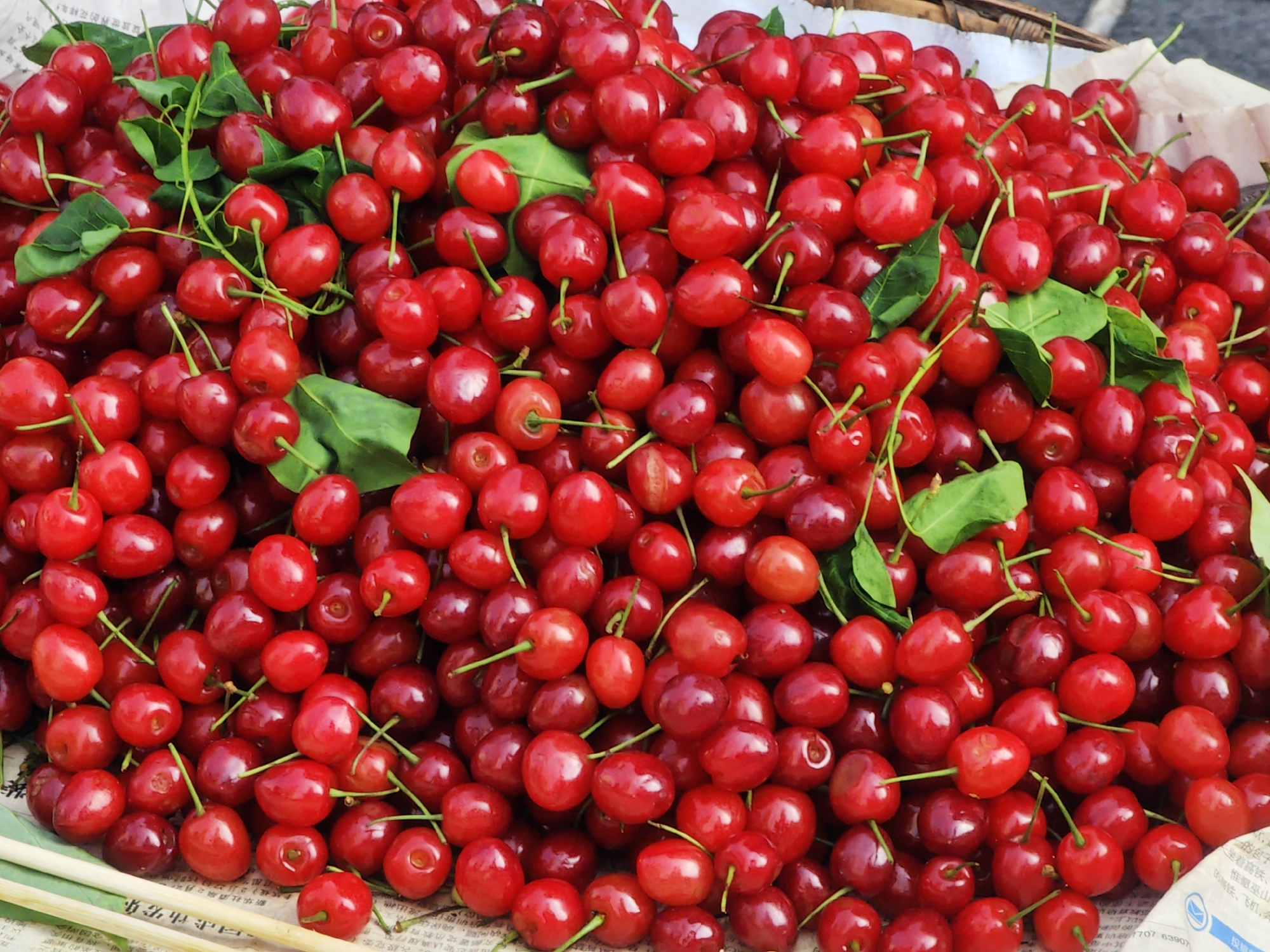 The image shows a large pile of bright red cherries with green stems and leaves. The cherries are densely packed together, filling the frame. In the lower portion of the image, there are remnants of a newspaper with Chinese characters printed on it. The newspaper appears to be part of the packaging or display for the cherries.