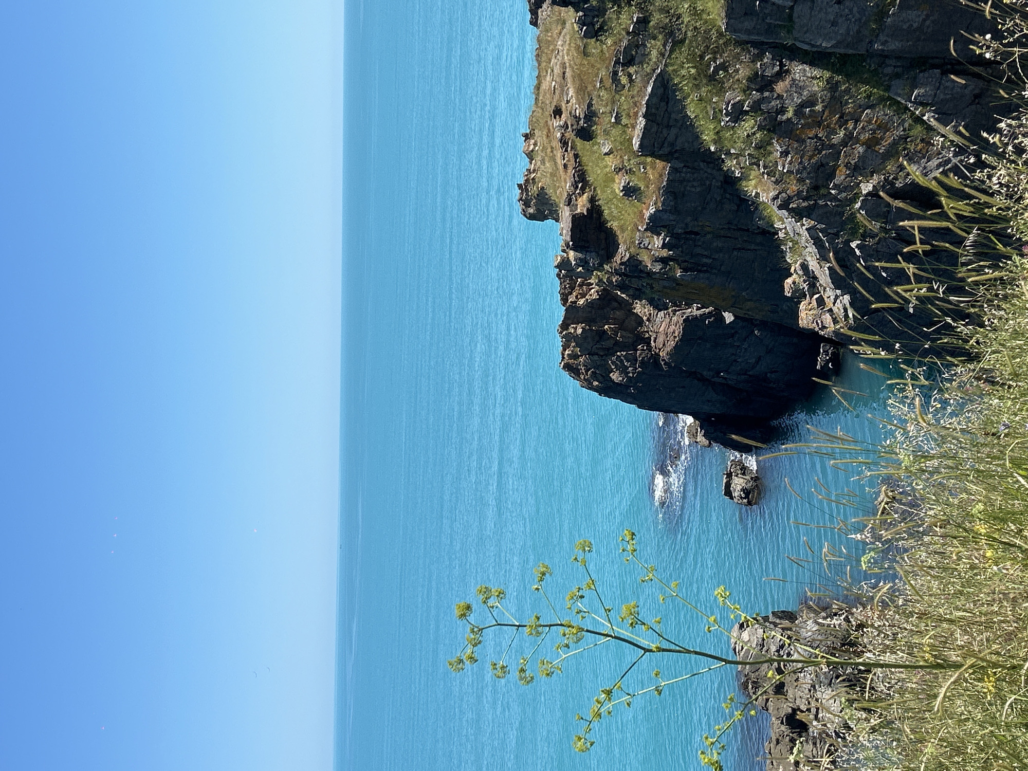 The image depicts a rugged cliffside overlooking the vibrant turquoise waters of the Black Sea near Sozopol, Bulgaria. In the foreground, tall grasses and a flowering plant with small yellow blossoms are silhouetted against the sea. The cliff face is characterized by dark, rocky formations with patches of green vegetation clinging to its surfaces. The sea stretches to the horizon, meeting a clear, bright blue sky. The scene conveys a sense of natural beauty and coastal serenity.