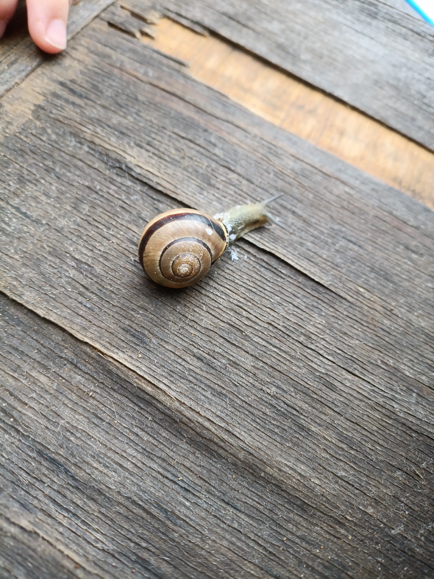 A close-up, high-angle shot depicts a small land snail on a weathered wooden surface. The snail, positioned in the middle right of the frame, has a distinctive spiral shell featuring alternating bands of dark brown and lighter cream colors. Its body, extending from the shell, is a grayish-green hue, and there are small patches of white residue, possibly dried mucus, visible around its foot where it contacts the wood.
The surface beneath the snail is an old, rough-grained wooden plank. It exhibits prominent parallel grain lines, some minor cracks, and a varied texture characteristic of aged wood. The background is softly blurred, drawing focus to the snail and the immediate wooden surface. In the top-left corner, a human finger with light skin is partially visible, resting on or near the edge of the wooden surface.
The lighting suggests it is daytime, with natural light illuminating the scene. The image captures a moment of observation or gentle interaction with nature, likely in an outdoor setting within Chaikovsky, Russia, given the context. There is no visible text in the image.