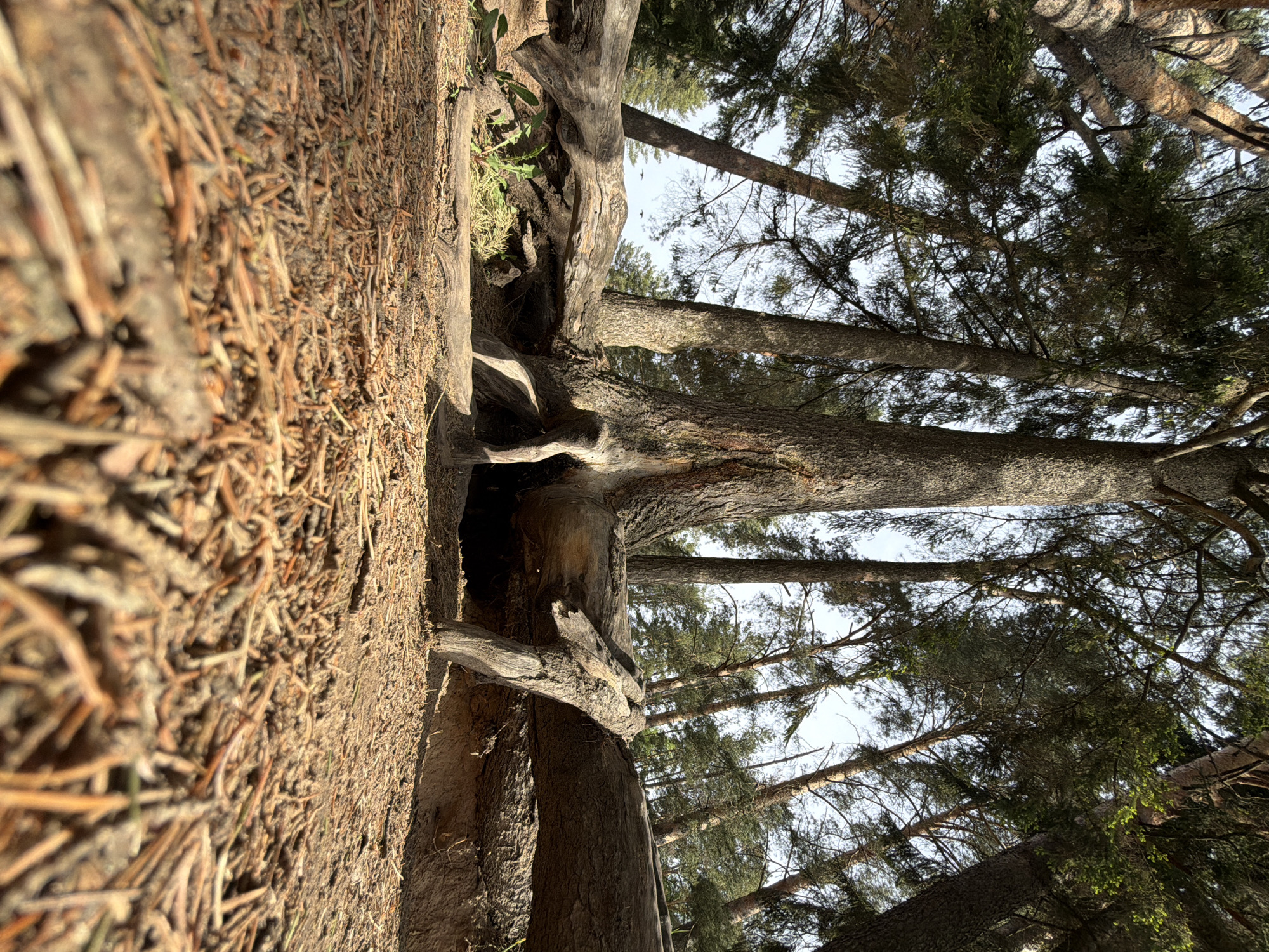 The image shows a view upwards through the base of a tree in a forest. The ground is covered in fallen pine needles. The tree has exposed roots creating a small cave-like space. Several pine trees are visible reaching towards a pale sky. The location is Chaikovsky, Russia.