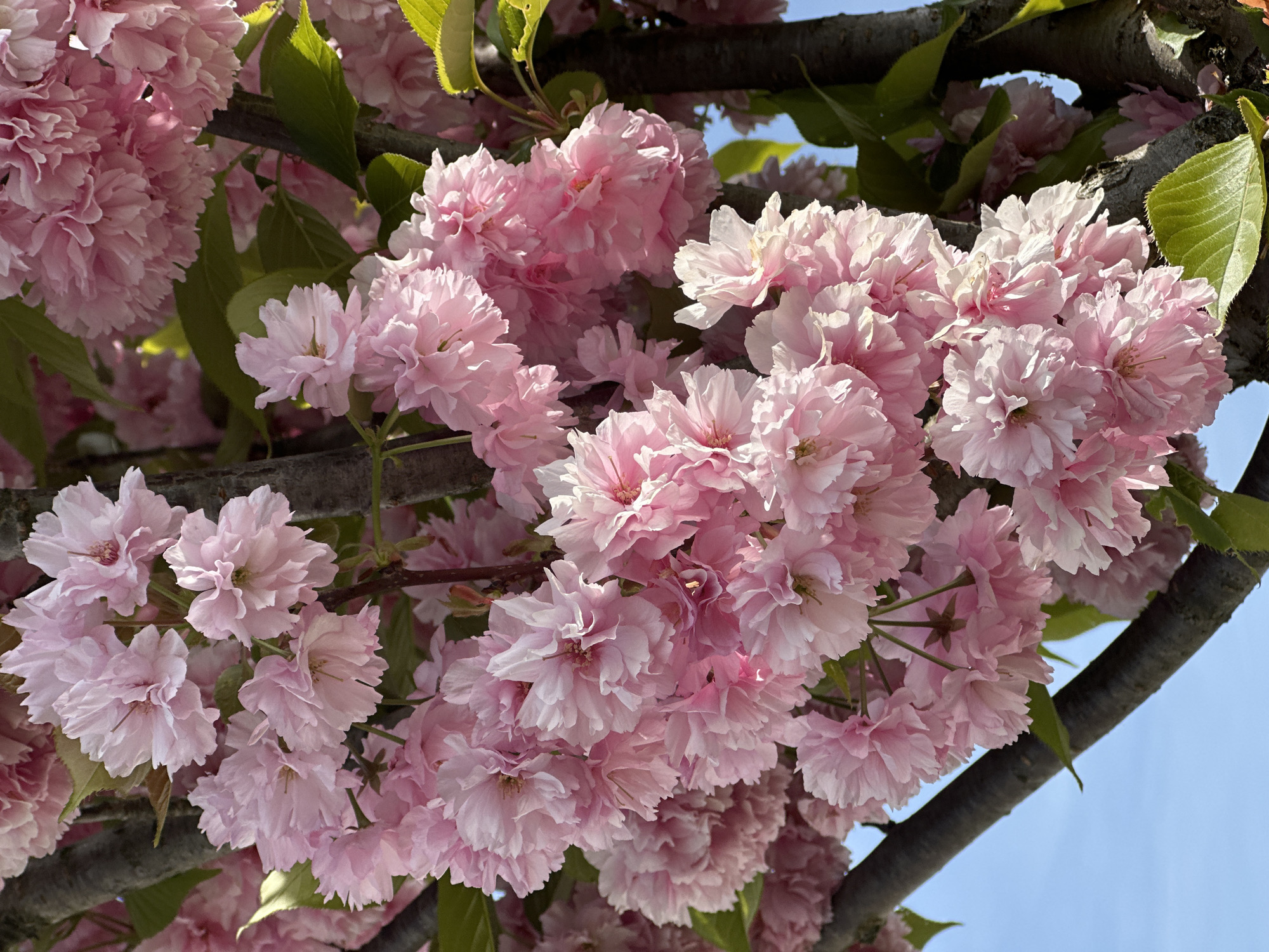 The image shows a close-up view of a blooming tree with pink flowers. The flowers are densely packed together, creating a visually full and vibrant display. Leaves are visible among the flowers and branches. The background reveals a patch of light blue sky. While the location in City of Zagreb, Croatia is specified, it is not visually verifiable from the image itself. Therefore, based solely on the image, the location is indeterminable.