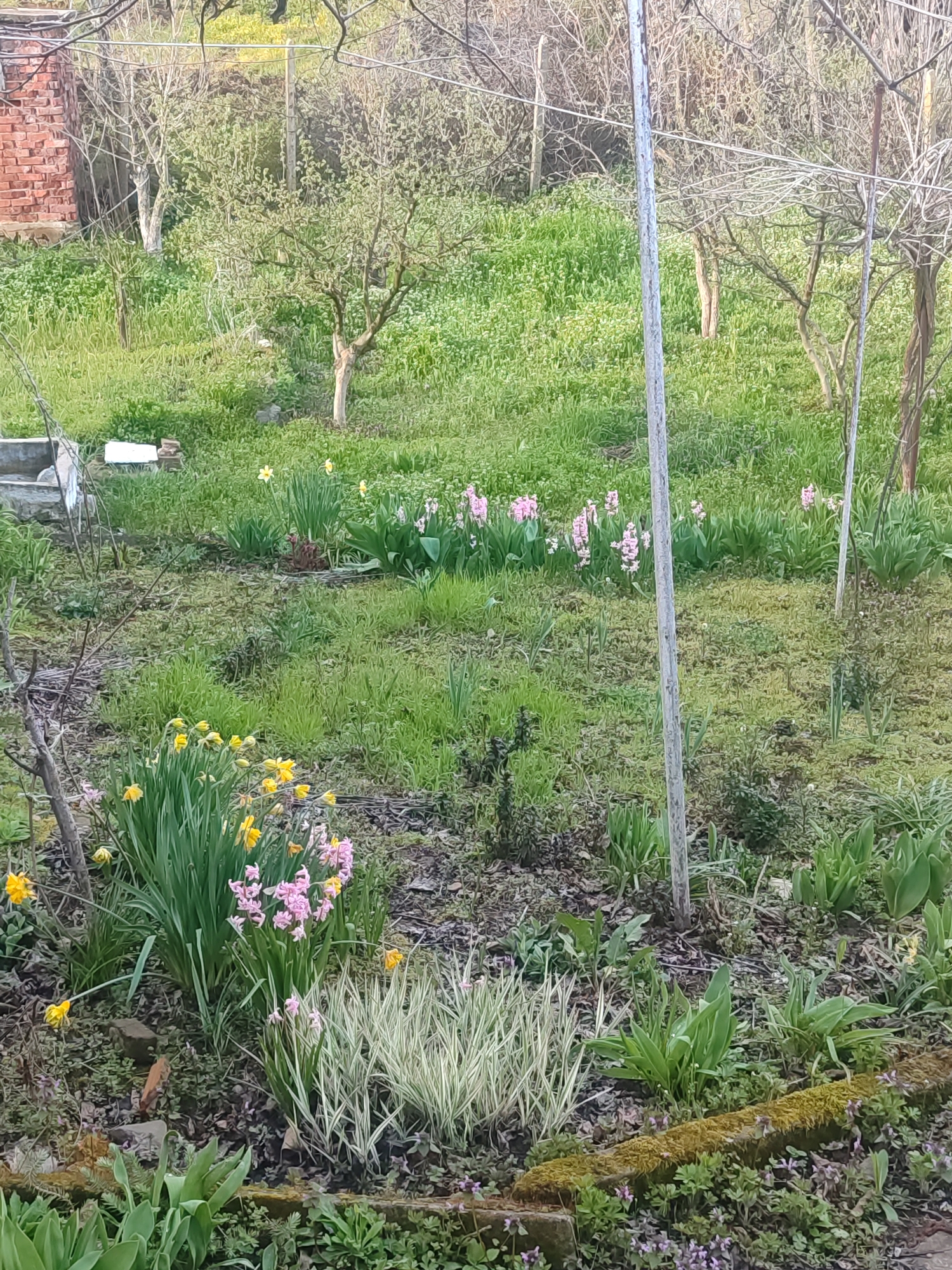 The image depicts a garden scene in Varshilo, Bulgaria, dominated by green vegetation. Various flowering plants are visible, including pink hyacinths and yellow daffodils. The garden has patches of grass and soil. A brick structure is partially visible in the upper left corner. Metal poles are erected within the garden area, possibly for supporting climbing plants. The overall scene suggests a rural or suburban setting.