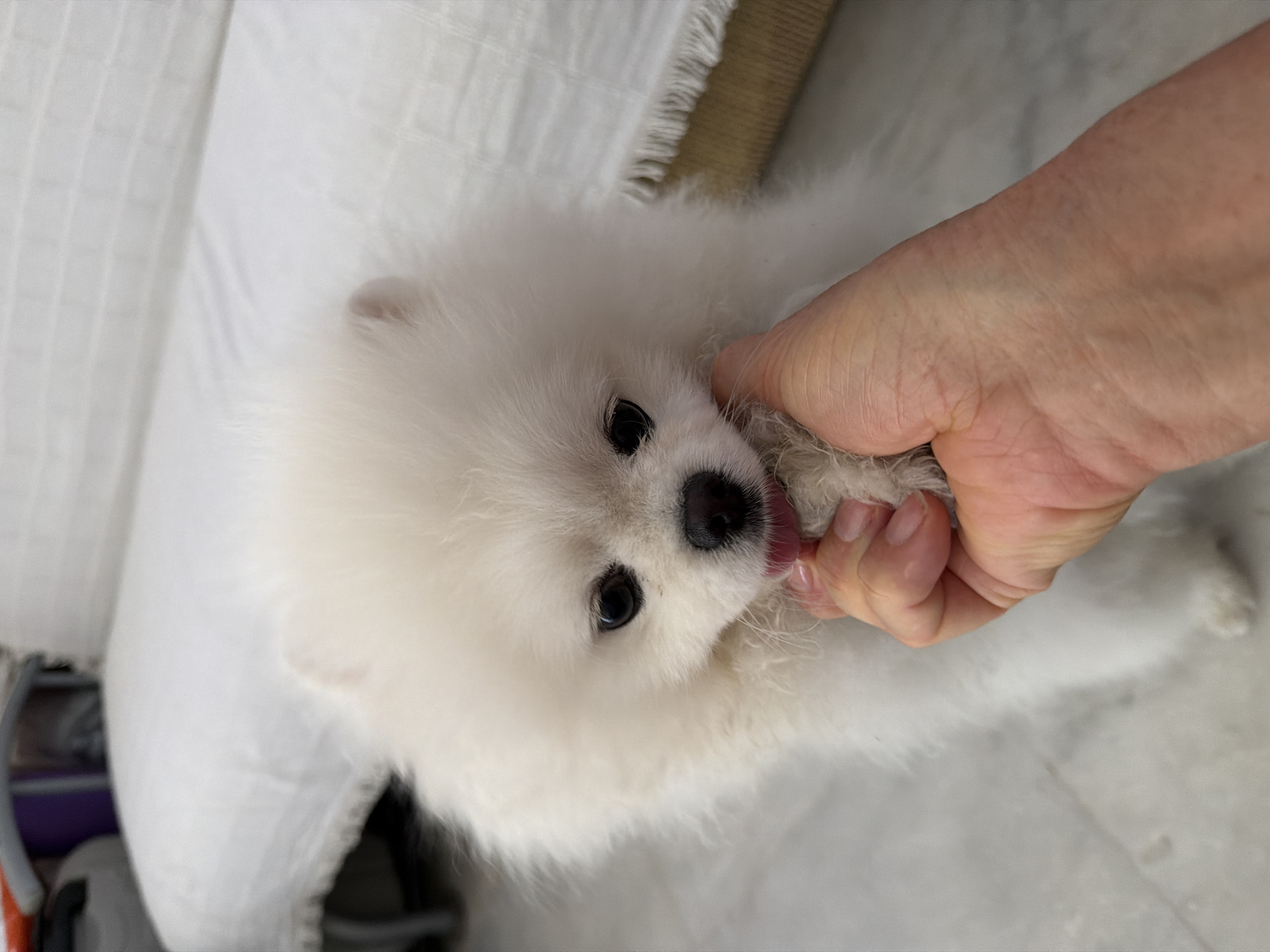 A white Pomeranian dog is being held by a person's hand, which is gently grasping its paw. The dog's head is tilted slightly, and its tongue is peeking out. The background shows a white couch and a tiled floor. The scene appears to be indoors. There is no information in the image to suggest the location is Marmaris, Turkey.