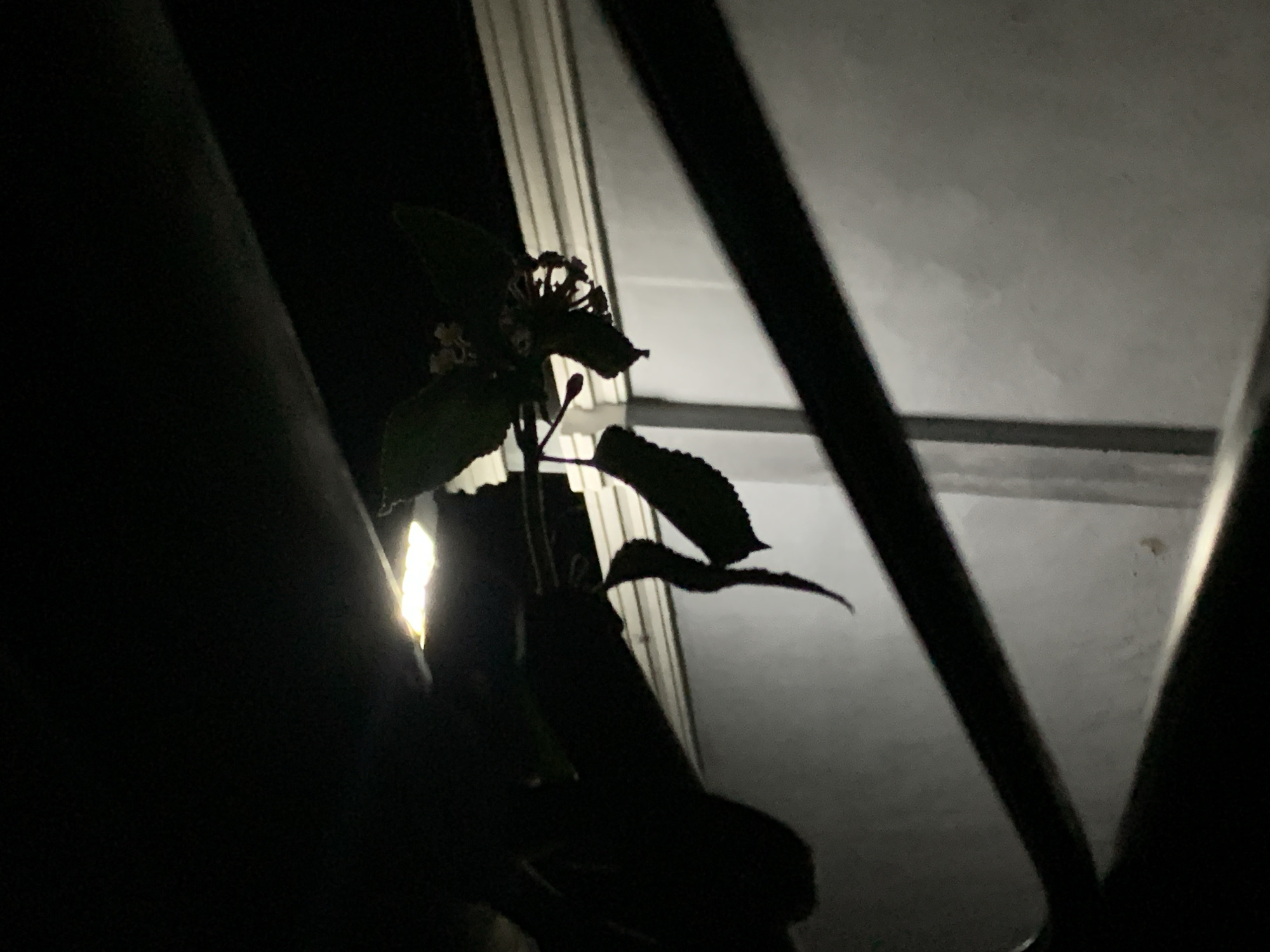 The image depicts a plant silhouetted against a dimly lit background, suggesting nighttime or low-light conditions. The central subject is a dark plant featuring broad leaves with visible serrated edges and clusters of small, lighter-toned flowers or buds at its top.
The scene is characterized by strong backlighting, creating high contrast. On the left side, a distinct, bright rectangular light source illuminates a portion of the plant and a dark, vertical structure, possibly a wall or beam, running along the left edge. The background reveals a larger, lighter area, likely a window or opening, through which ambient light filters. Within this background light, dark, linear structures—vertical and horizontal frames, possibly belonging to a window or architectural elements—are visible. Some sections of these frames display parallel vertical lines, resembling blinds or louvers. Another prominent dark, diagonal beam extends across the upper right portion of the frame.
No human activity or individuals are present in the image. There is no visible text. The composition creates a dramatic effect, emphasizing the plant's form against the subtle illumination of the night environment in Ibasa, Nigeria.