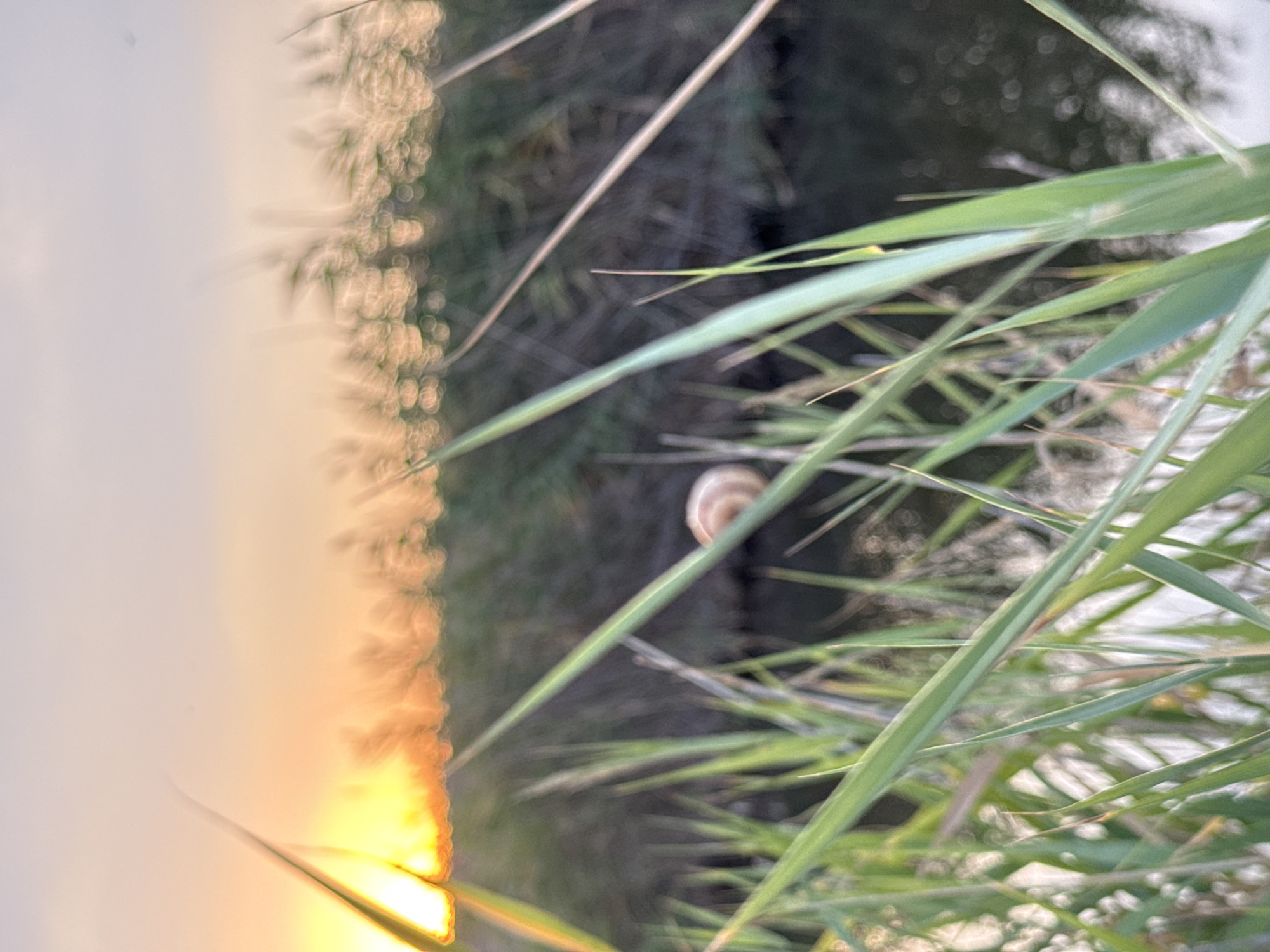 The image shows a blurry scene of tall green grass in the foreground, with a body of water in the background. The sky is a soft orange and yellow, suggesting a sunset. In the middle ground, a small, light-colored snail is visible on the edge of the water. The location is identified as Некрасовское сельское поселение, Ukraine. The overall impression is one of a peaceful, natural landscape.