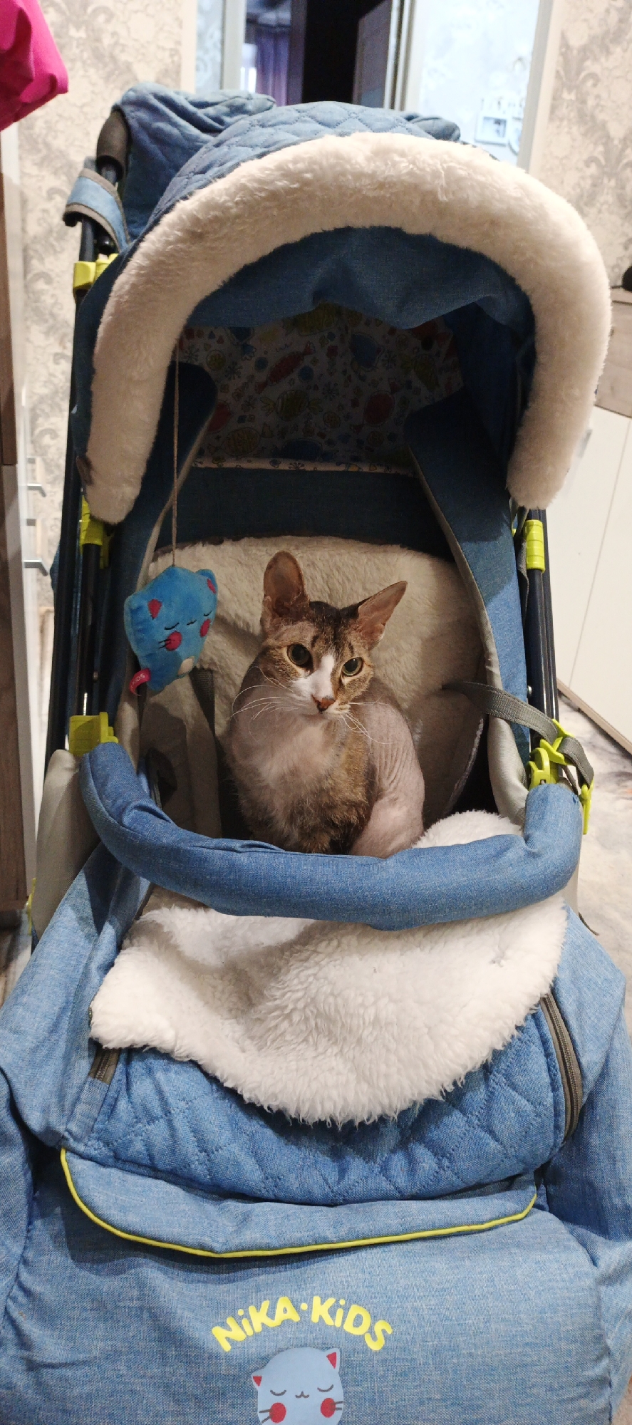 A hairless cat sits in a blue "NIKA KIDS" baby carriage. The carriage, adorned with a white, fluffy trim and a hanging blue toy, is positioned indoors against a neutral background, potentially in a home setting. Based on the brand name written in Russian, the location is most likely in Chaikovsky, Russia.