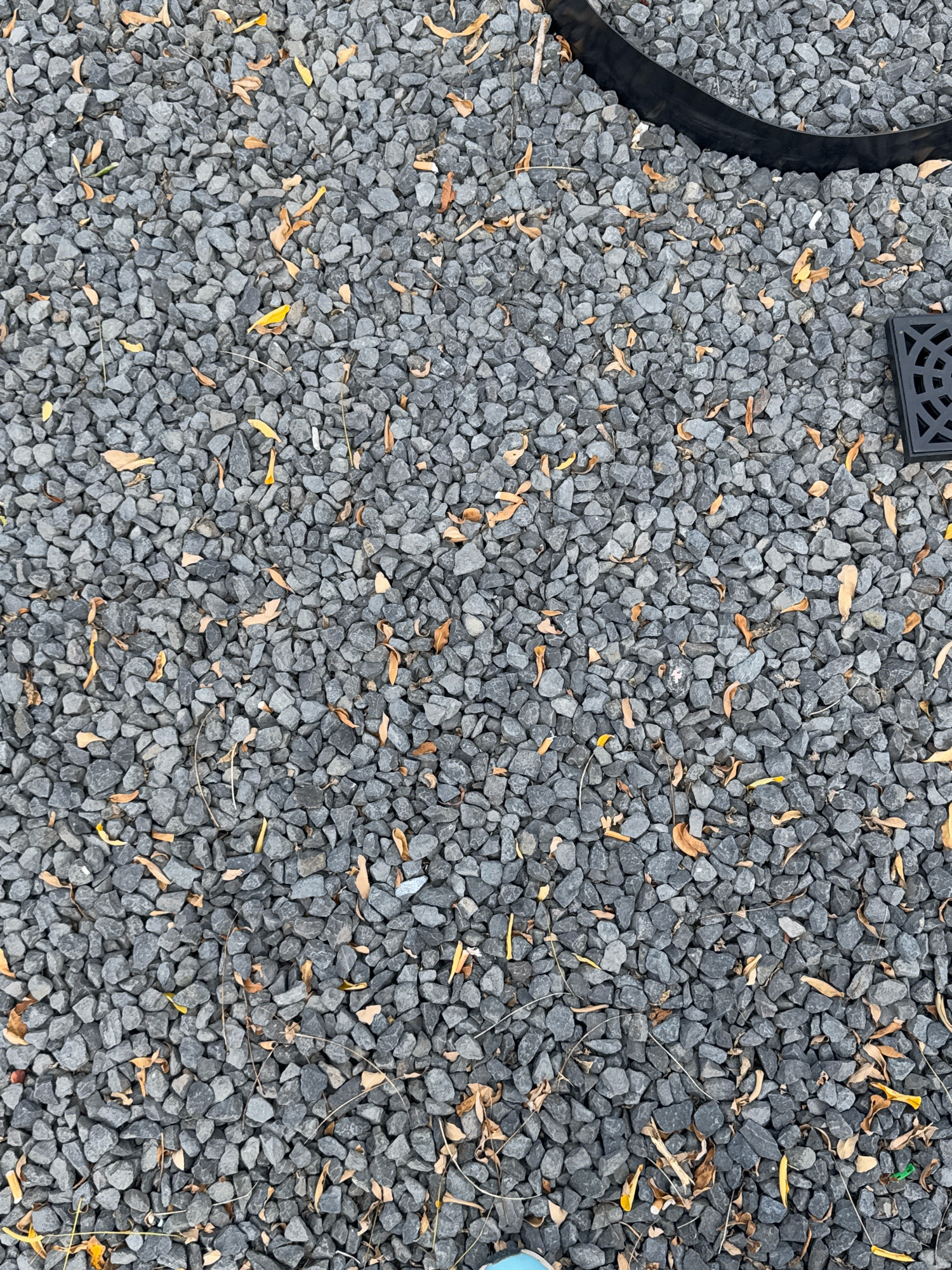 The image displays a close-up, overhead view of a surface covered with gray gravel and scattered dry, yellow-brown leaves. A black, curved object, possibly a border or hose, is visible along the top edge, and a black drain grate with a square pattern is situated in the upper right corner. The scene appears to be outdoors, and the gravel texture suggests a path, garden bed, or ground cover. No specific location in Cleves, Germany can be identified from the image. There are no people or animals present, and no actions or interactions are depicted.