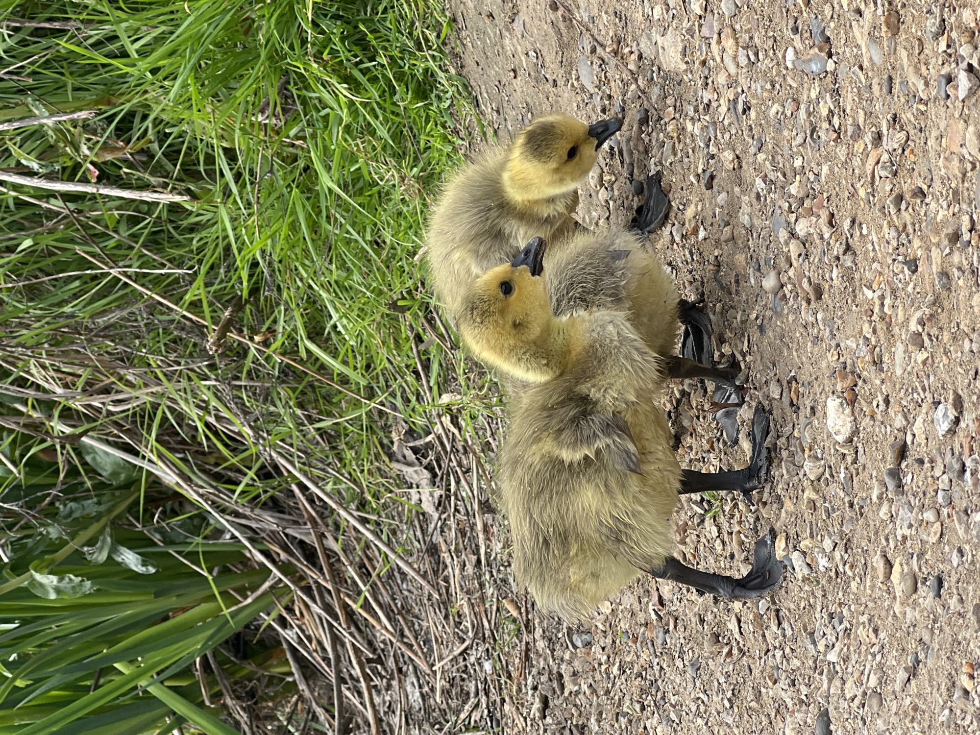 Two young Canada geese goslings stand on a gravelly path adjacent to grass and vegetation. The setting might be an urban park environment.