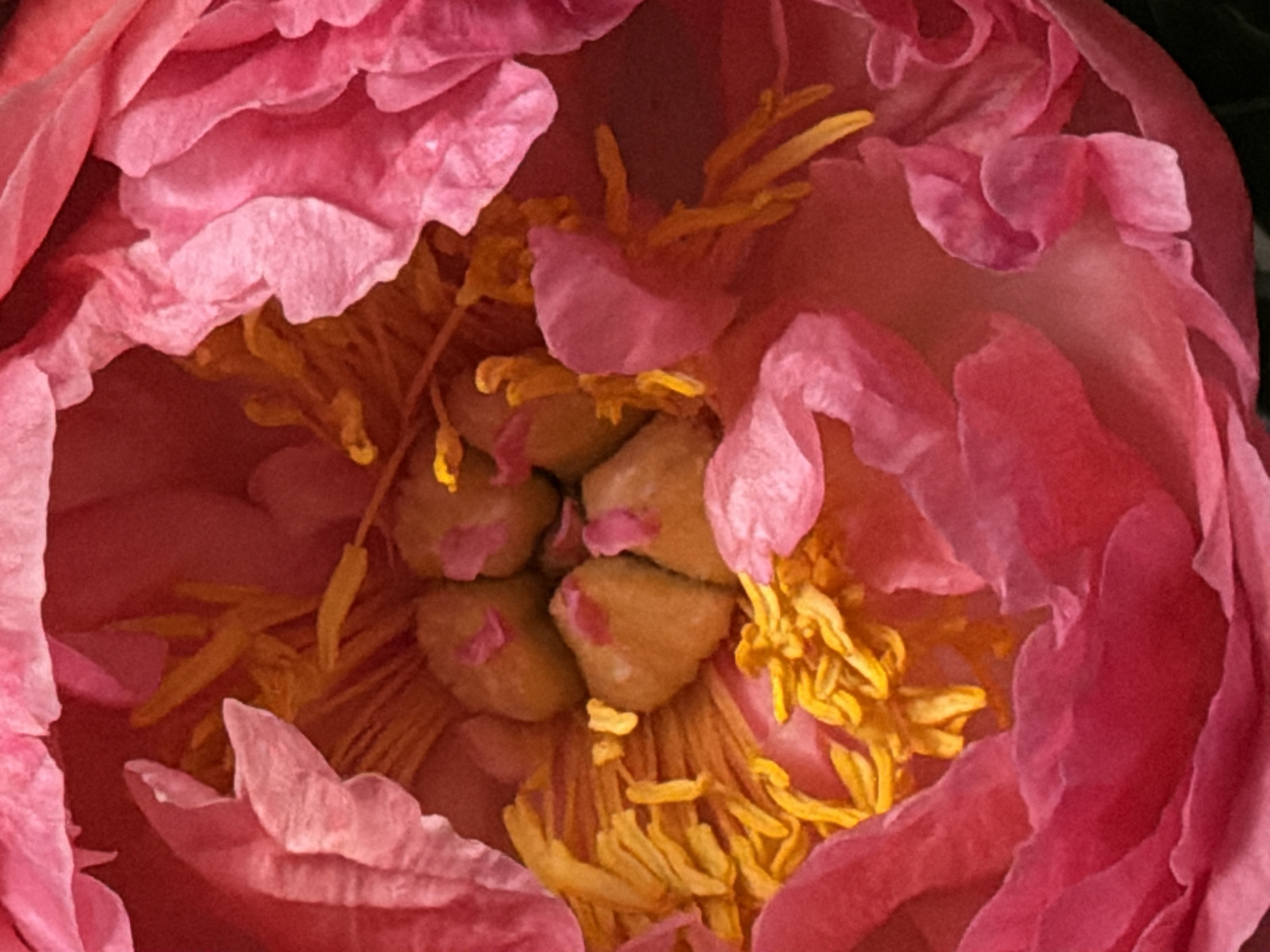 A close-up photograph shows the interior of a pink peony flower. The petals are tightly packed and slightly ruffled. Inside, numerous yellow stamens surround the central carpels. Each carpel is topped with a pink stigma. The overall composition fills the frame, creating an abstract and intimate view of the flower's core. The image does not provide any information that could tie it to the city of Zimyonki, Russia.