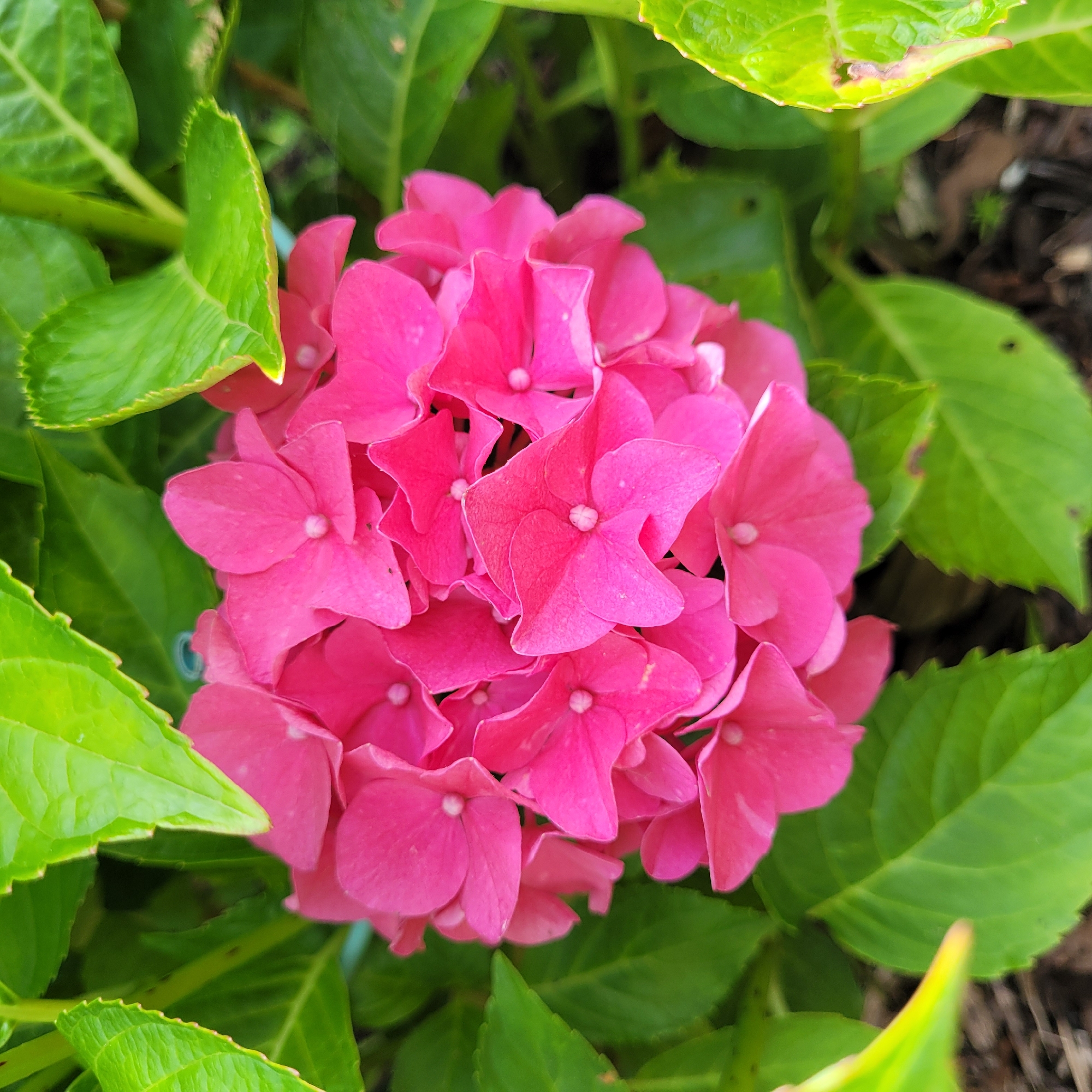 A close-up, top-down view captures a vibrant cluster of bright pink hydrangea flowers, each with distinct, layered petals. The blossoms are surrounded by lush, green hydrangea leaves, some of which exhibit slight browning or imperfections along their serrated edges. The background is softly blurred, revealing hints of dark soil and possibly other foliage. The image does not contain any people or discernible actions, and its specific location in Jūrmala, Latvia, is not evident from the visual information provided.