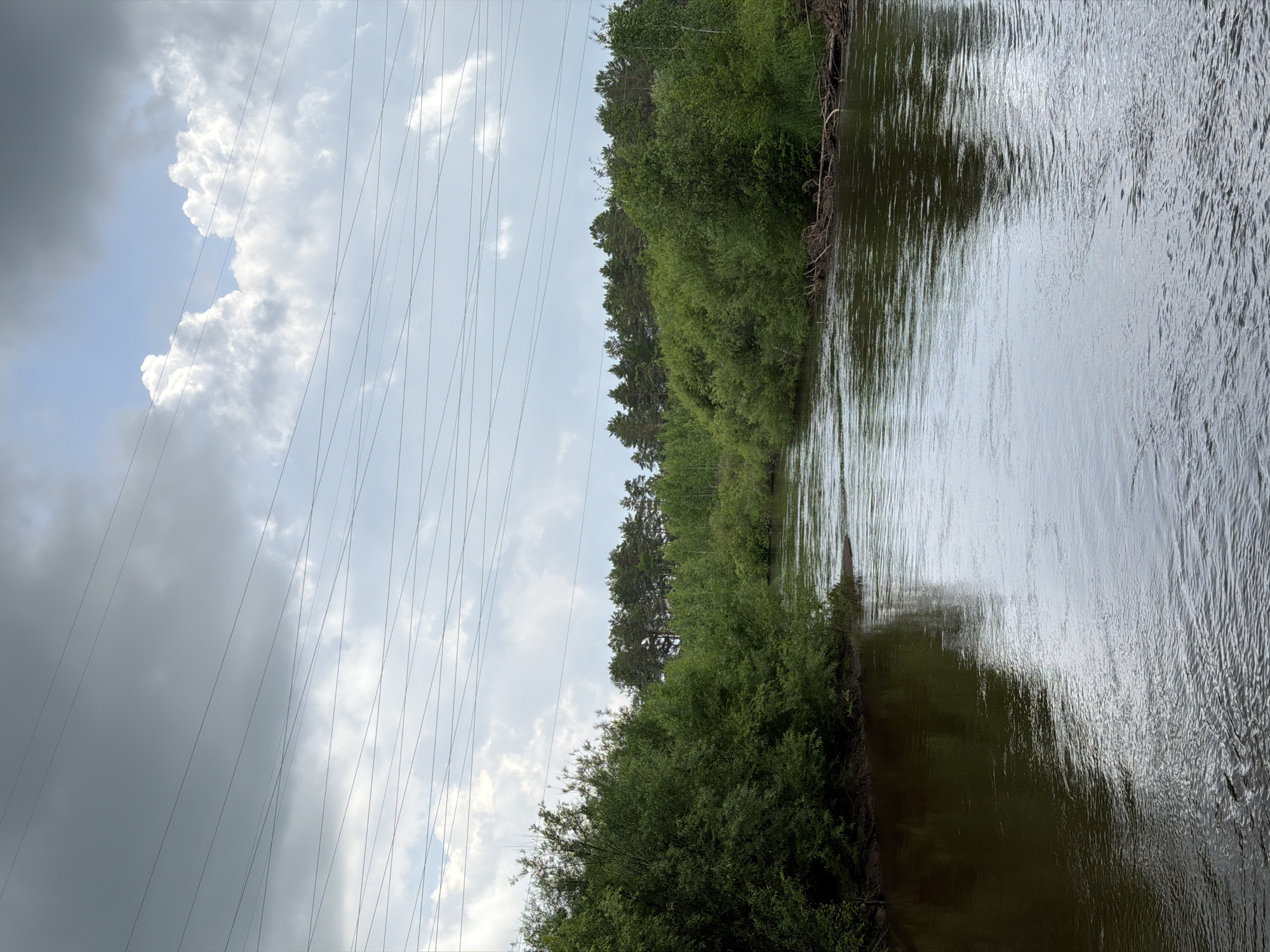 This image captures a serene natural landscape near Glukhari, Russia. A wide, dark river flows through the center of the frame, reflecting the overcast sky and the lush green vegetation that lines its banks. The water appears calm with gentle ripples. Dense green trees and bushes dominate the immediate foreground on both sides of the river, with a line of taller pine trees forming the backdrop. Above the trees, power lines crisscross the sky, a subtle human intrusion into the otherwise wild scenery. The sky is a mix of gray clouds and brighter patches, hinting at the possibility of changing weather. There are no people or animals visible in the scene. The overall impression is one of peaceful, natural beauty.