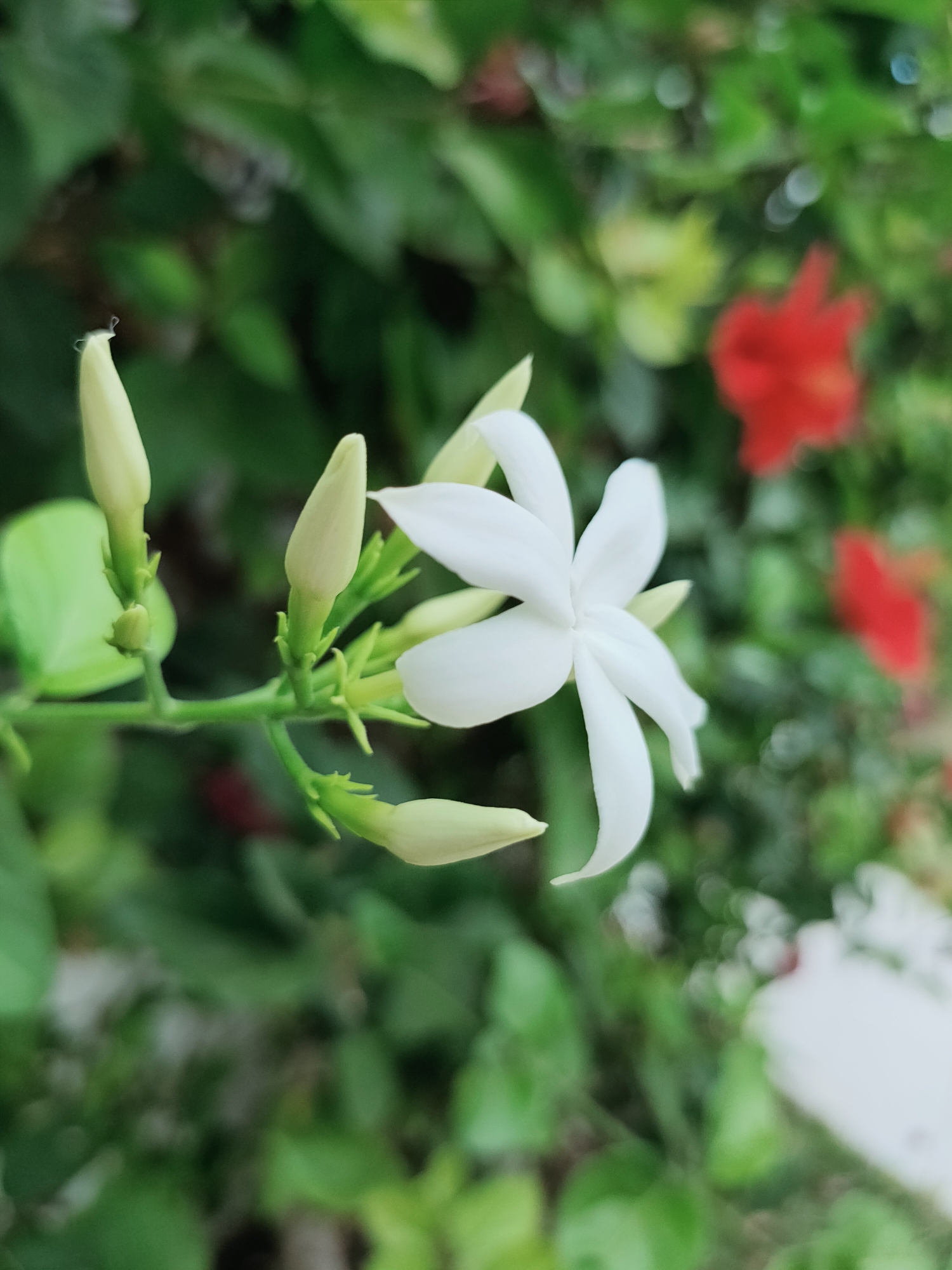 The image shows a close-up of a white jasmine flower in bloom, with several unopened buds on the same stem. The flower has five delicate white petals. The background is a blur of green foliage, with hints of red flowers and possibly some white elements in the distance. The lighting suggests it is daytime, and the focus is on the jasmine flower, indicating it is the primary subject. The scene appears to be outdoors, in a garden or natural setting. The location in Mrezga, Tunisia, is not visually evident from the image itself.