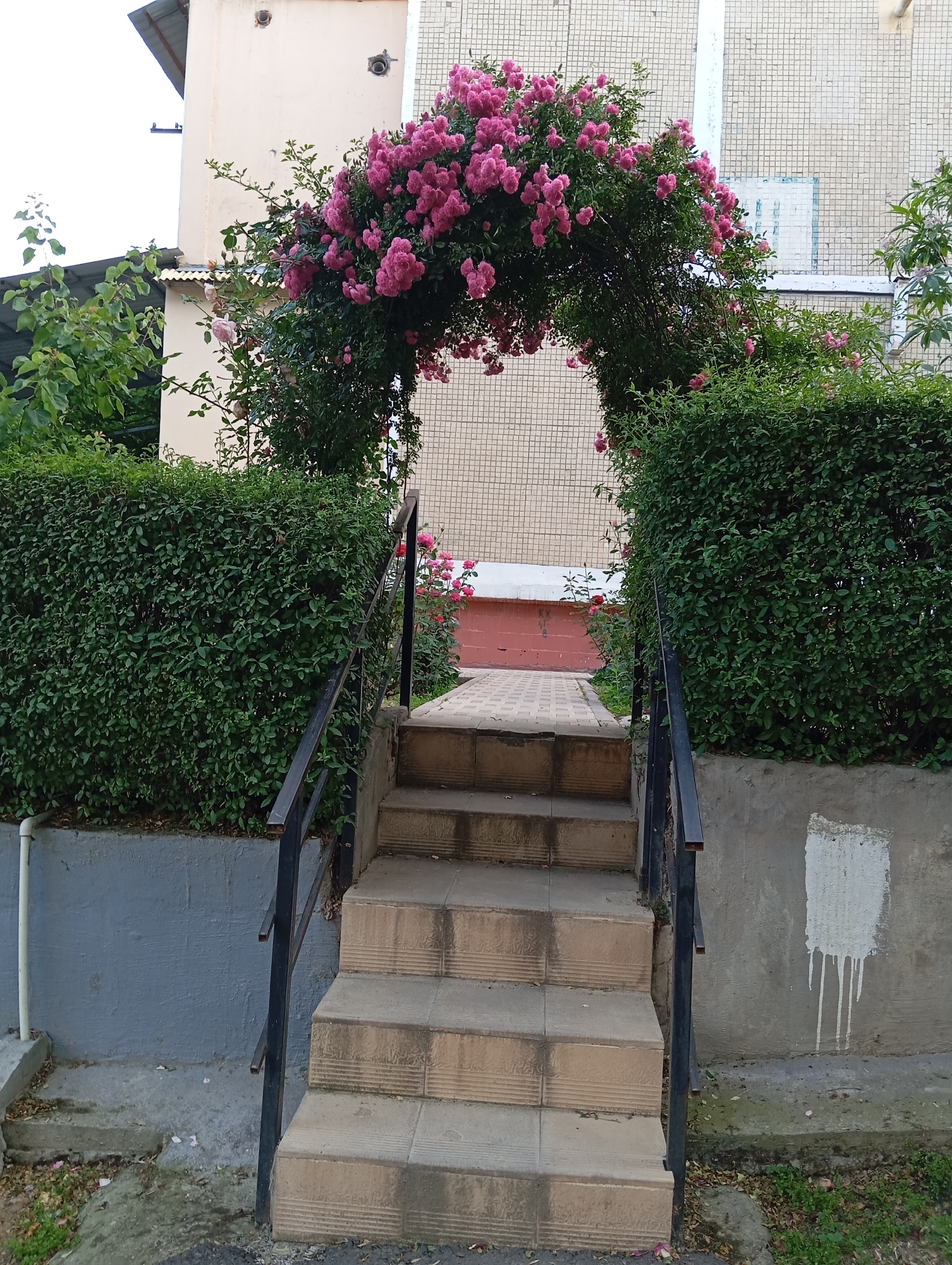 The image captures a stone staircase leading through a rose-covered archway. The staircase has metal railings on both sides and is made of light brown stone tiles. The archway is completely covered in pink roses, creating a floral tunnel. On either side of the staircase are manicured green hedges.
Behind the archway, the path continues on stone tiles, leading to a building with a tiled facade. To the left, there is additional green vegetation. The surrounding walls are concrete, with a patch of what appears to be white paint or residue.
The location is likely Tashkent, Uzbekistan, given the visual characteristics. No people are visible in the image.