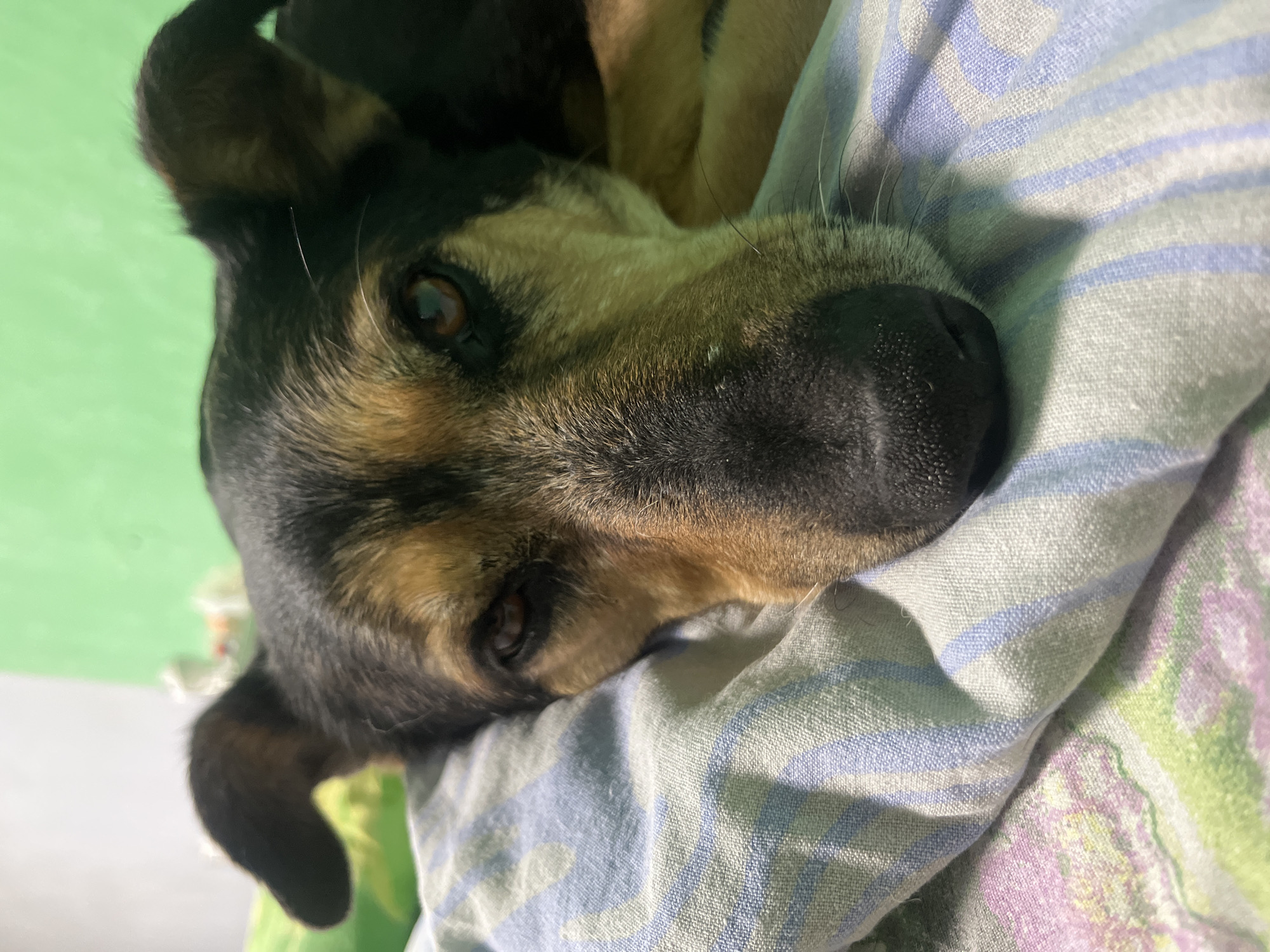 A close-up, eye-level shot shows a dog lying down on a bed. The dog's head is resting on a striped pillow, and its body is partially visible. The background consists of a green wall and a white section. The dog has brown and black fur, with light brown eyes and floppy ears. The pillow has blue and white stripes, and the bedspread beneath it has a floral pattern with green and pink colors. The lighting is dim, suggesting an indoor setting. The location is not specified in the image.