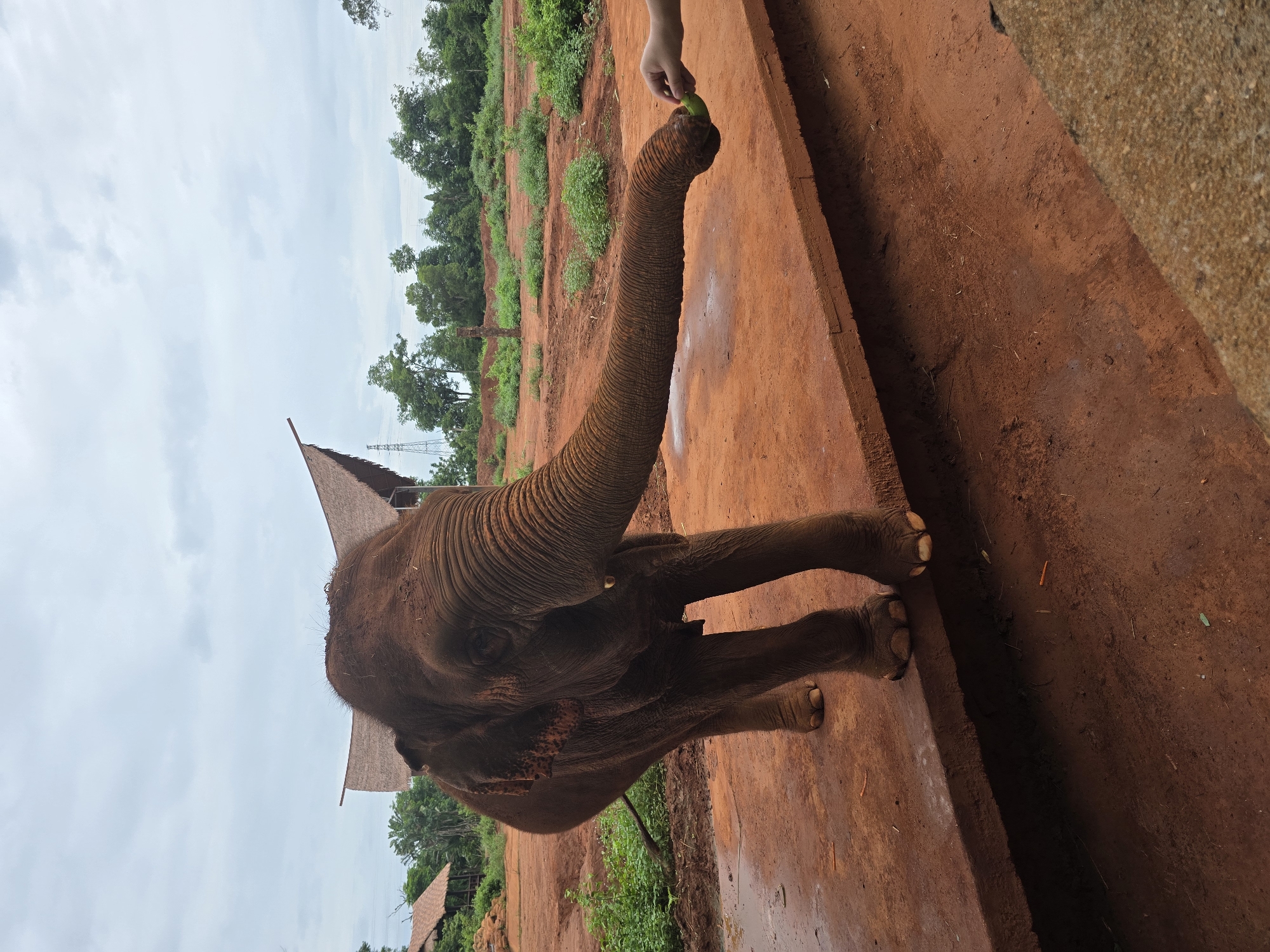 In the Xiuying District, China, an elephant stands on a reddish-brown platform with its trunk extended towards a human hand offering a green piece of food. The elephant is a dark brown color and appears to be young. Behind the elephant, there are two thatched-roof structures and lush green trees. The ground is a reddish-brown dirt with some scattered debris. The sky is overcast with gray clouds.
