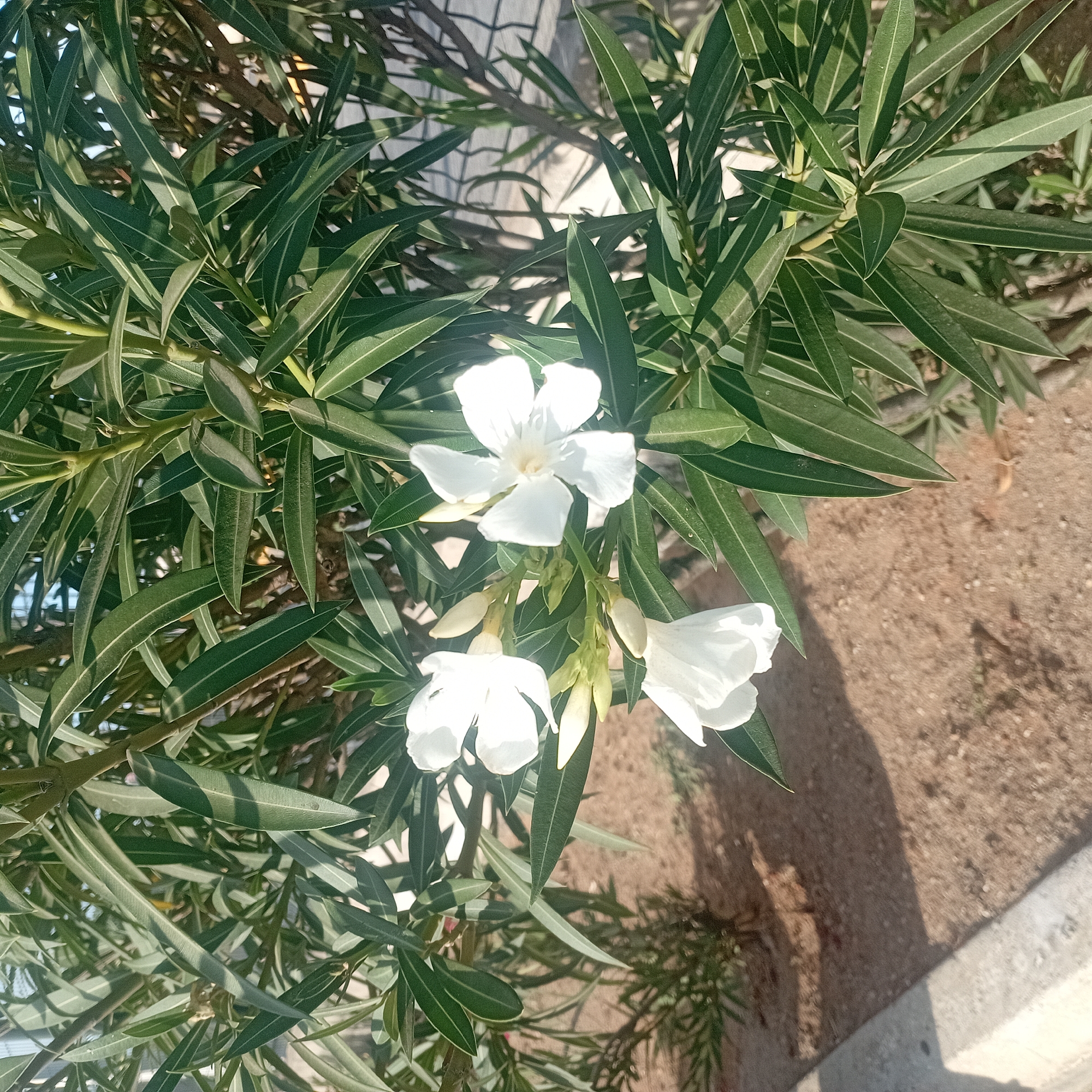A medium, eye-level shot shows a cluster of white oleander flowers and green leaves. The flowers are in varying stages of bloom, some fully open, others still in bud. The leaves are long and slender, with a prominent central vein. In the background, a concrete structure and bare earth can be seen, suggesting an urban environment. The location appears to be Unknown, Unknown.