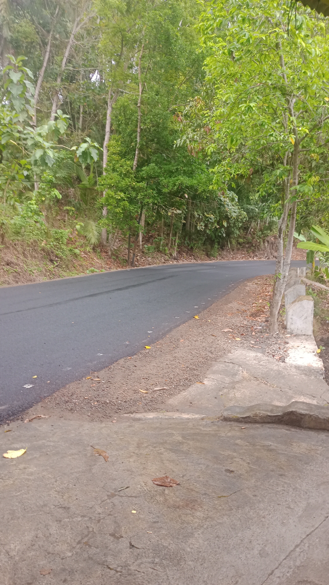 The image depicts a paved road winding through a densely forested area. The road is dark asphalt and appears to be damp in places. To the right of the road, there is a gravel shoulder followed by a concrete barrier and a concrete pathway. The left side of the road is bordered by a grassy embankment covered in dry leaves and foliage. The trees are tall and lush with green leaves, creating a canopy over the road. The scene appears to be an outdoor environment in a rural or semi-rural location, possibly in the city of Singkir, Indonesia, given the dense vegetation and road infrastructure. There are no people visible in the image.