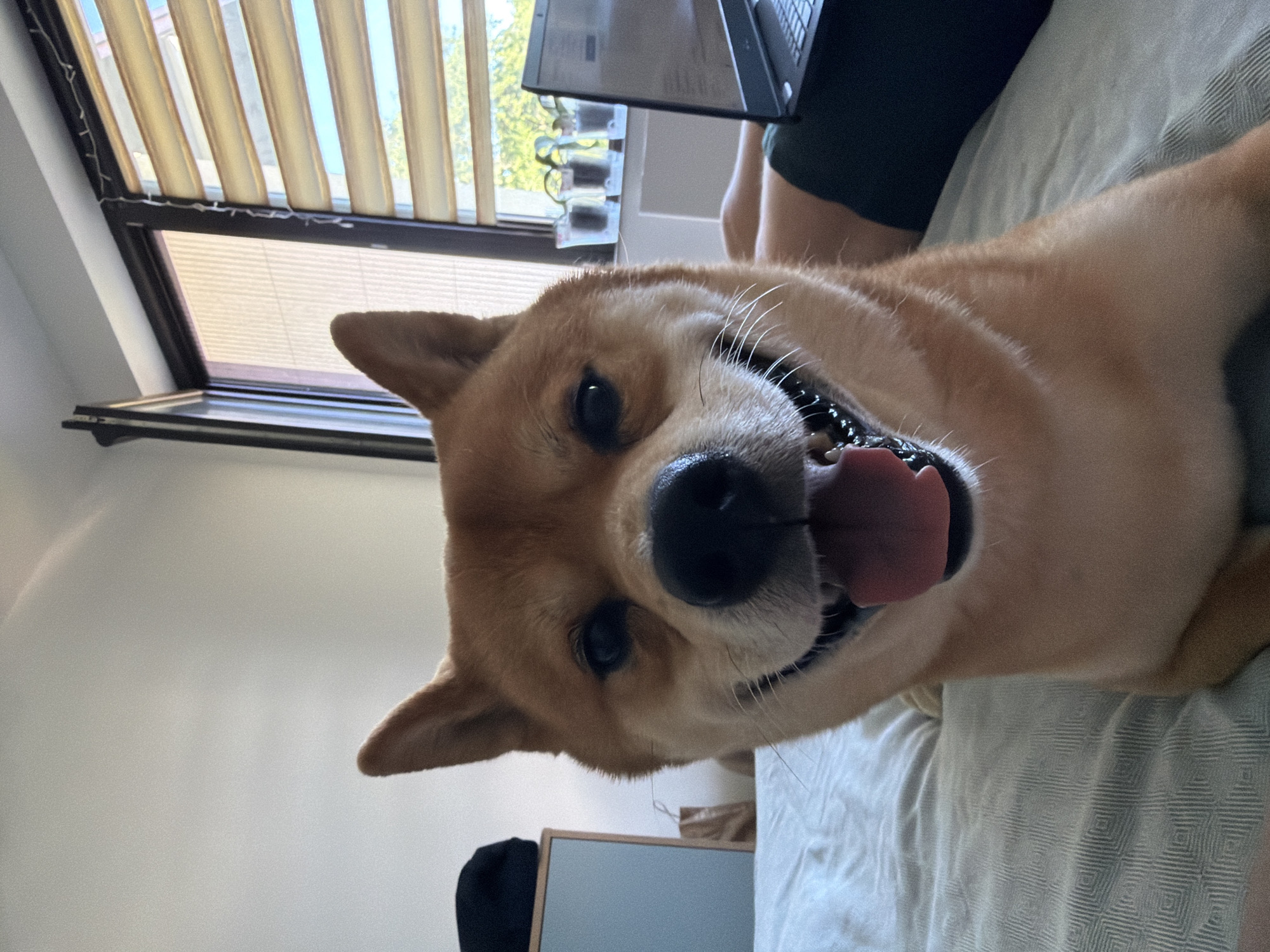 A Shiba Inu dog is resting on a bed, with its head tilted forward towards the camera and its tongue out. The dog has light brown fur and dark eyes. It appears to be panting or smiling, with a happy and playful expression. In the background, a person's legs and torso are visible, along with a laptop. The scene is indoors, likely a bedroom, with a window covered by blinds in the upper left corner. Sunlight streams through the blinds, suggesting it is daytime. The overall mood is casual and relaxed, with the dog being the clear focal point. There is no visible text in the image.