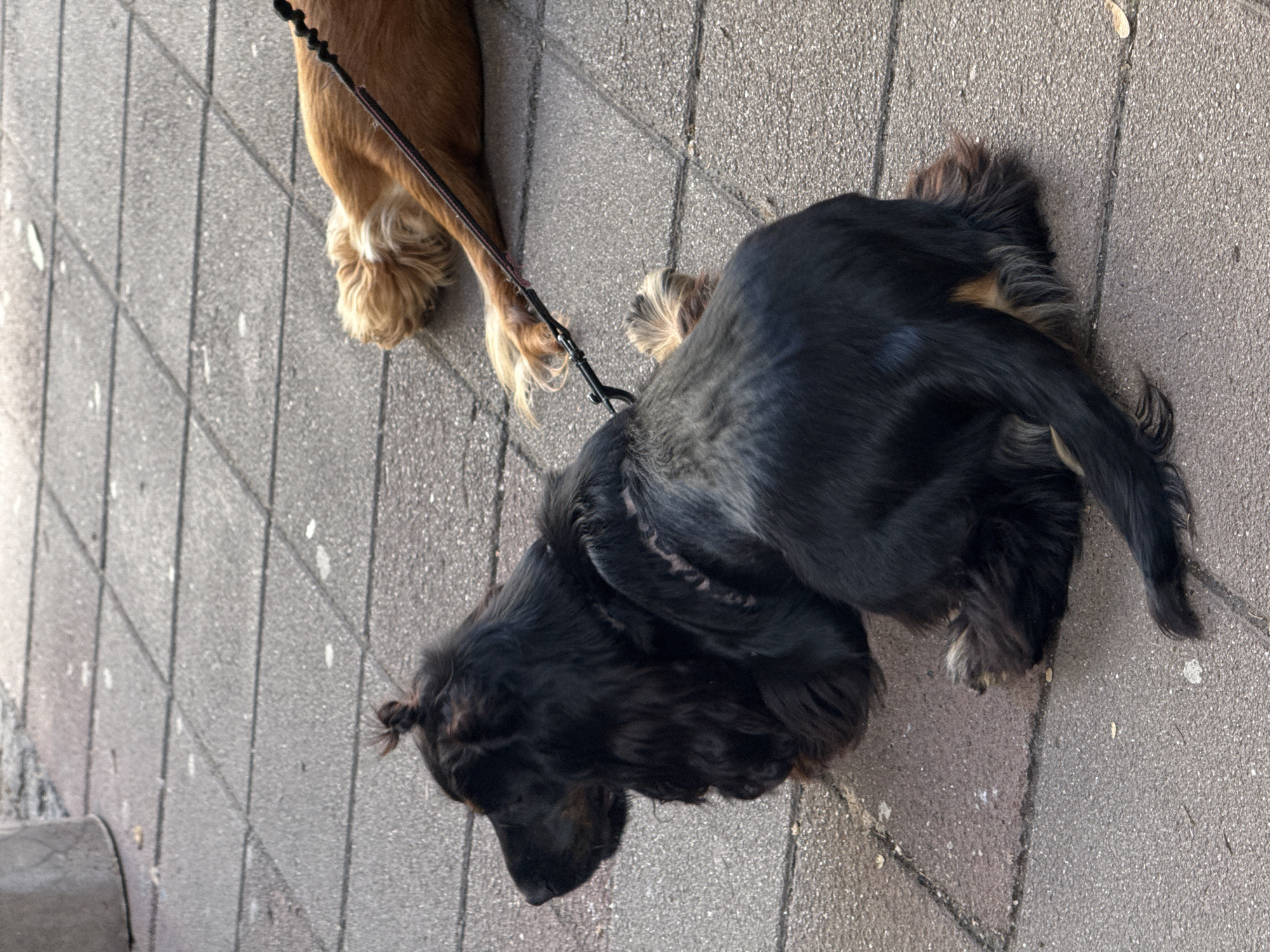 A high-angle shot depicts two dogs on a paved surface. One dog is primarily black, while the other is tan. The black dog is closer to the camera and positioned to the right, while the tan dog is partially visible at the top left, tethered to a leash. The paving is made of gray rectangular blocks. The location is Belgrade, Serbia.