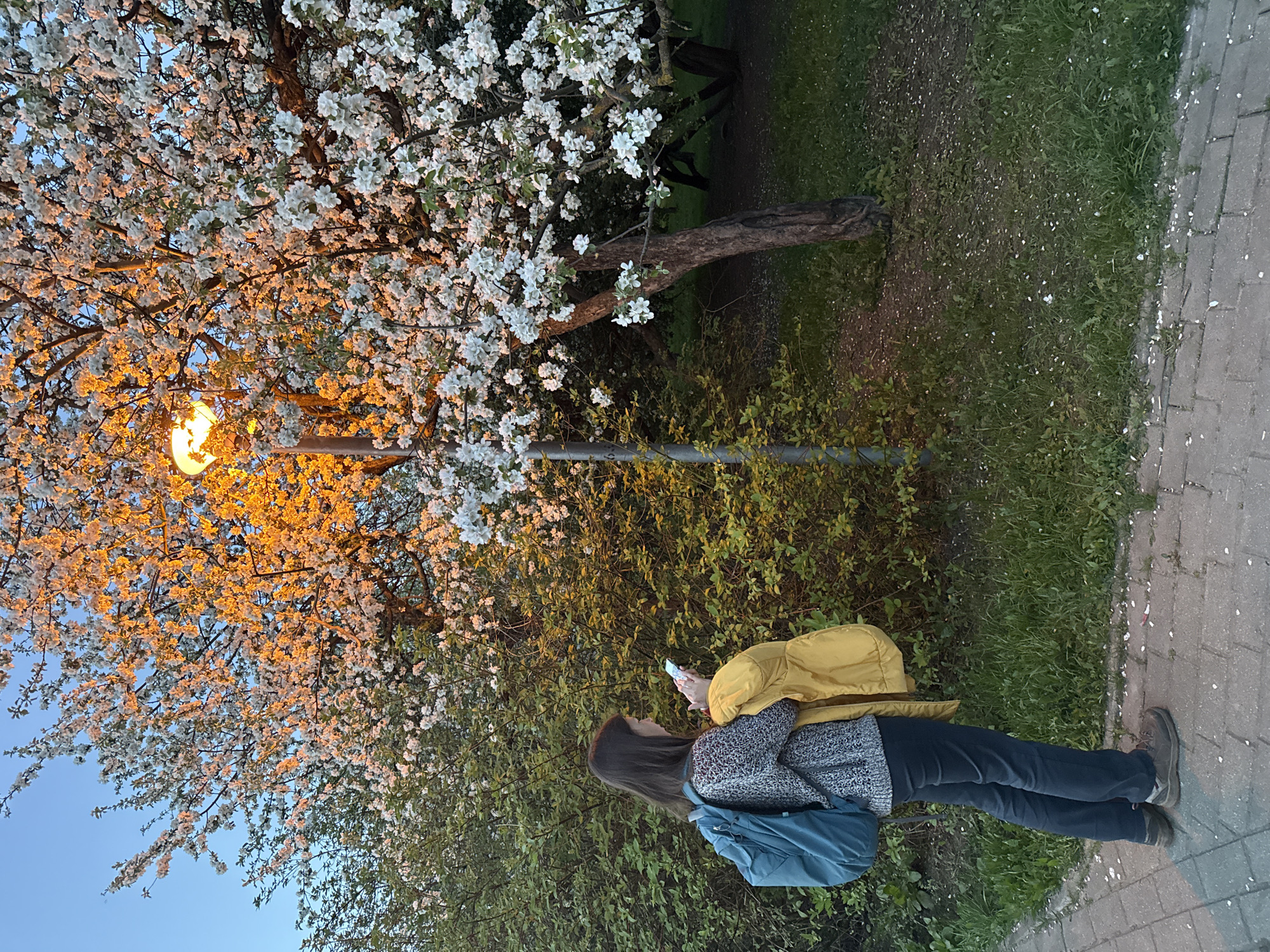 A person stands on a brick sidewalk, looking up at a flowering tree illuminated by a street lamp. The tree has dense white blossoms. The person wears a gray sweater, dark pants, a yellow jacket, and a blue backpack. They hold a smartphone in their hands. The background includes green foliage and a blue sky. The location is Moscow, Russia.