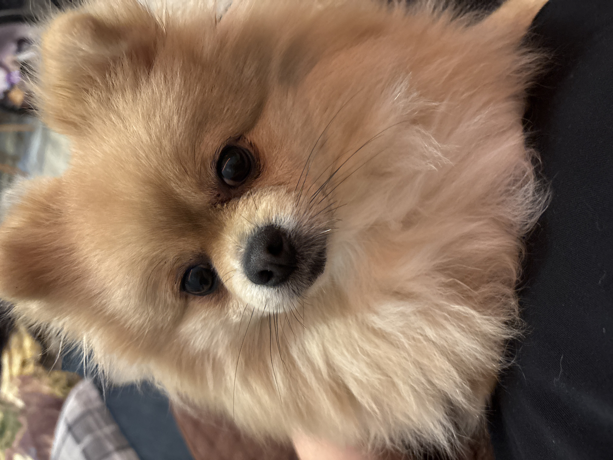 A close-up, indoor photograph shows a Pomeranian dog with golden-brown fur, dark eyes, and a black nose looking directly at the camera. Part of a person's black shirt is visible to the right of the dog. The image was taken in Natukhayevskaya, Russia.