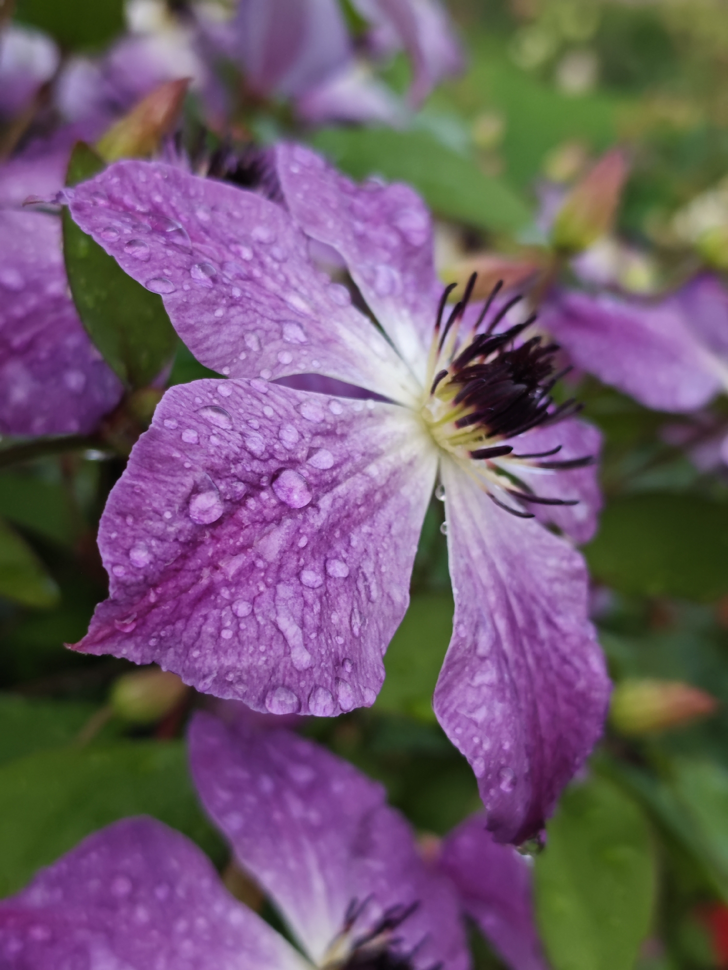 This media file is a close-up, vertical shot of a purple clematis flower covered in water droplets. The flower is in focus, with its vibrant purple petals and dark, spiky center clearly visible. The water droplets create a glistening effect on the petals, suggesting that it has recently rained or the flower has been watered. In the background, other purple clematis flowers and green foliage are softly blurred, indicating a shallow depth of field. Some buds and a hint of red and orange color from other nearby elements are also visible, adding depth and texture to the scene. The overall mood is serene and natural, highlighting the beauty of the flower after a refreshing shower. The lighting appears soft and diffused, possibly indicating an overcast day or early morning/late afternoon light. No people, text, or specific location cues are discernible, but the context provided places the scene in Podosinki, Russia.