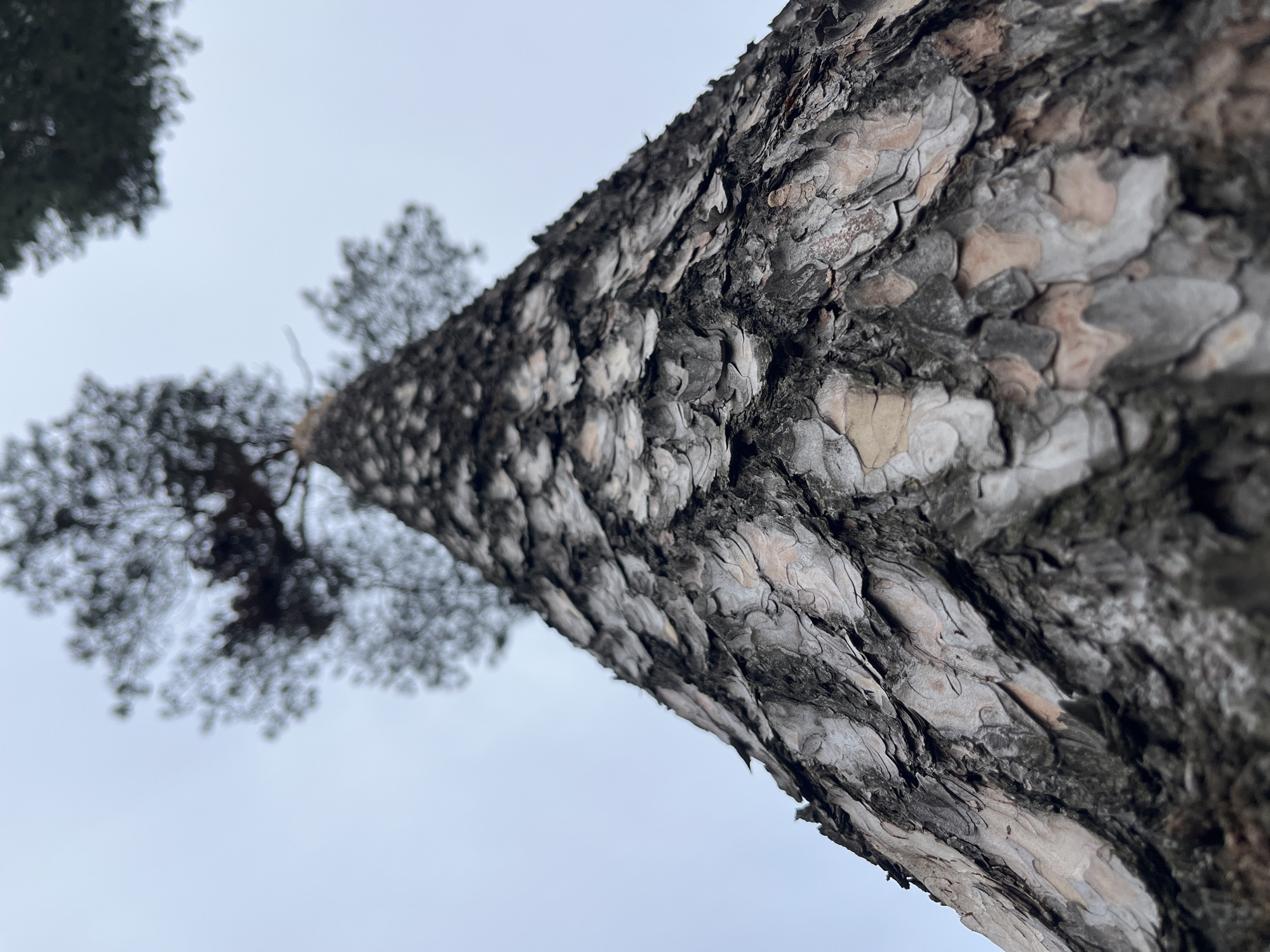 A low-angle shot of a tree trunk and canopy against a cloudy sky in Razdolye, Russia. The rough bark of the tree is highly textured and detailed, filling much of the right side of the frame. The canopy, appearing blurred due to distance, is visible near the top left. The sky is uniformly gray.