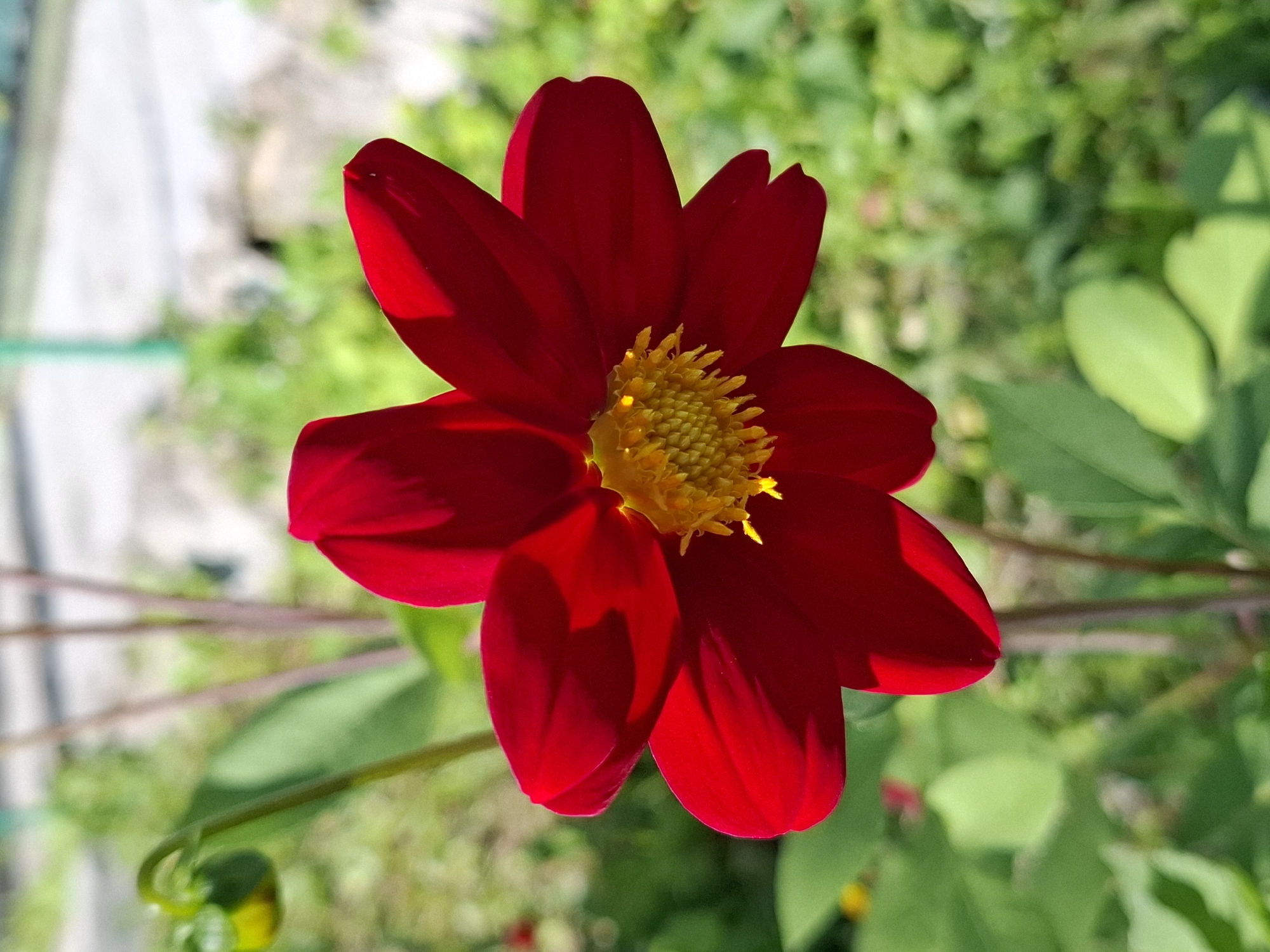 A close-up, eye-level shot features a single, vibrant red dahlia flower in the center of the frame, its petals unfurling towards the viewer. The flower's center is a bright yellow, with intricate details of its stamen visible. The background is a soft blur of green foliage, suggesting an outdoor garden setting. The lighting indicates a sunny day, casting subtle shadows on the flower's petals. To the left of the main bloom, a small, green, unopened bud is visible, also on a stem. The image is sharp and in focus on the flower, with the surrounding environment softly blurred.