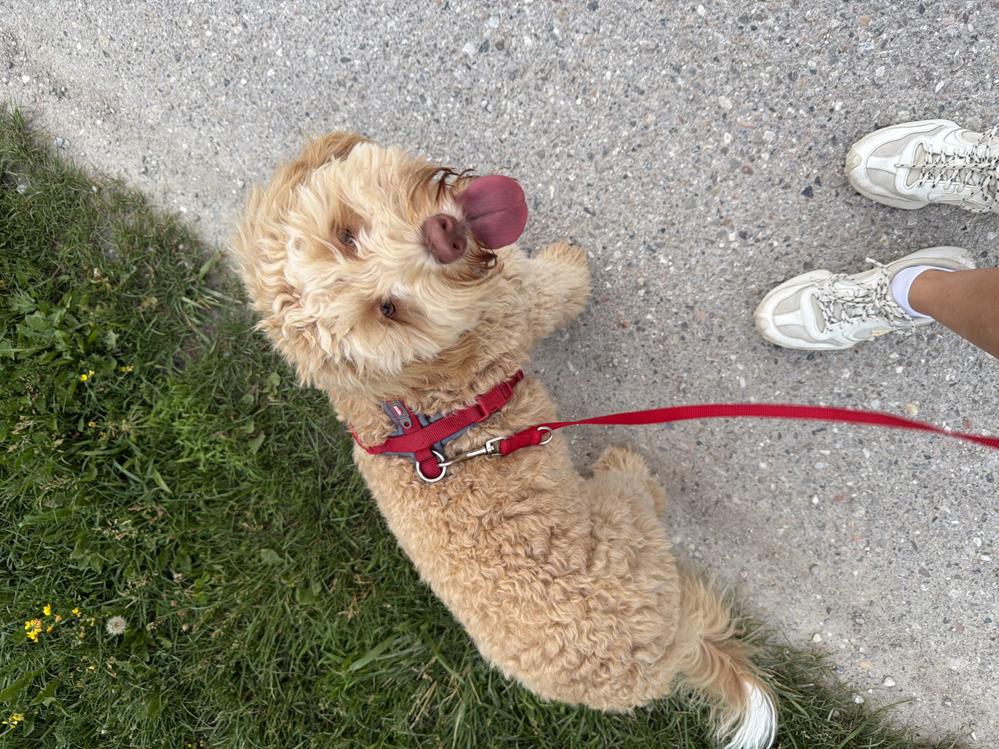 A light brown, curly-haired dog with its tongue hanging out sits on a concrete path next to a grassy area with yellow wildflowers. The dog is wearing a red harness and leash. The paws of a person wearing white sneakers and white socks are visible in the lower right corner of the image. The image was taken in Poing, Germany, on a clear day.
