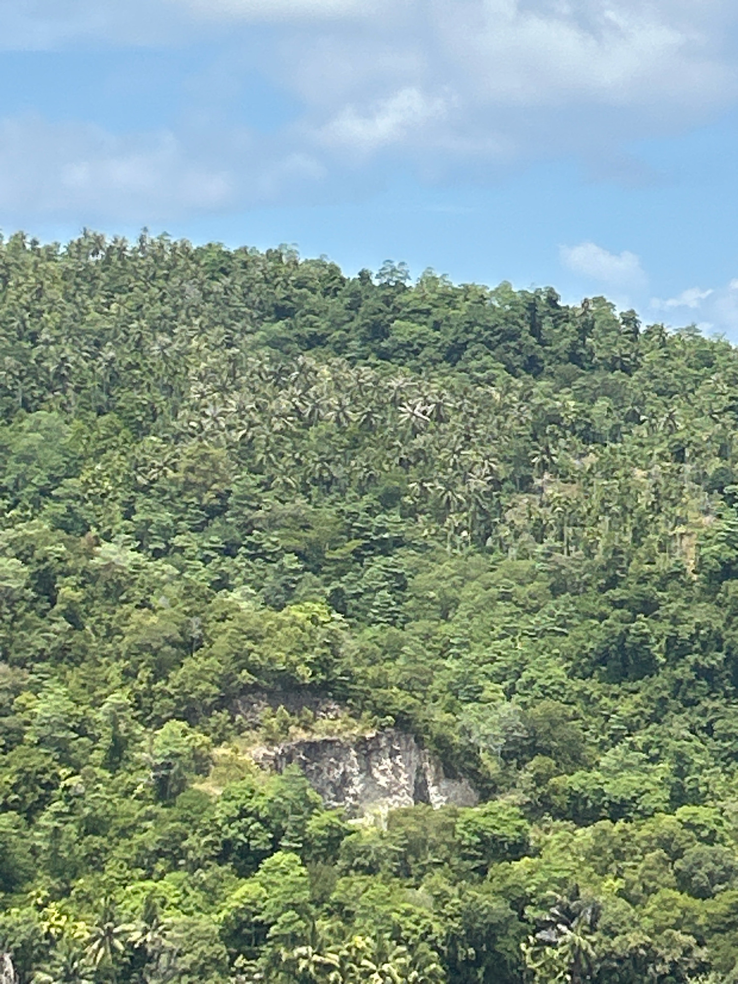 The image depicts a lush, green mountainside covered in dense tropical foliage, primarily palm trees and other various types of trees. A section of exposed rock face is visible on the mid-slope, displaying a rough, textured surface. The sky above is a pale blue with scattered white clouds. The scene is consistent with the landscape found in the mountainous regions surrounding Sabang, Indonesia, a city located on Weh Island.