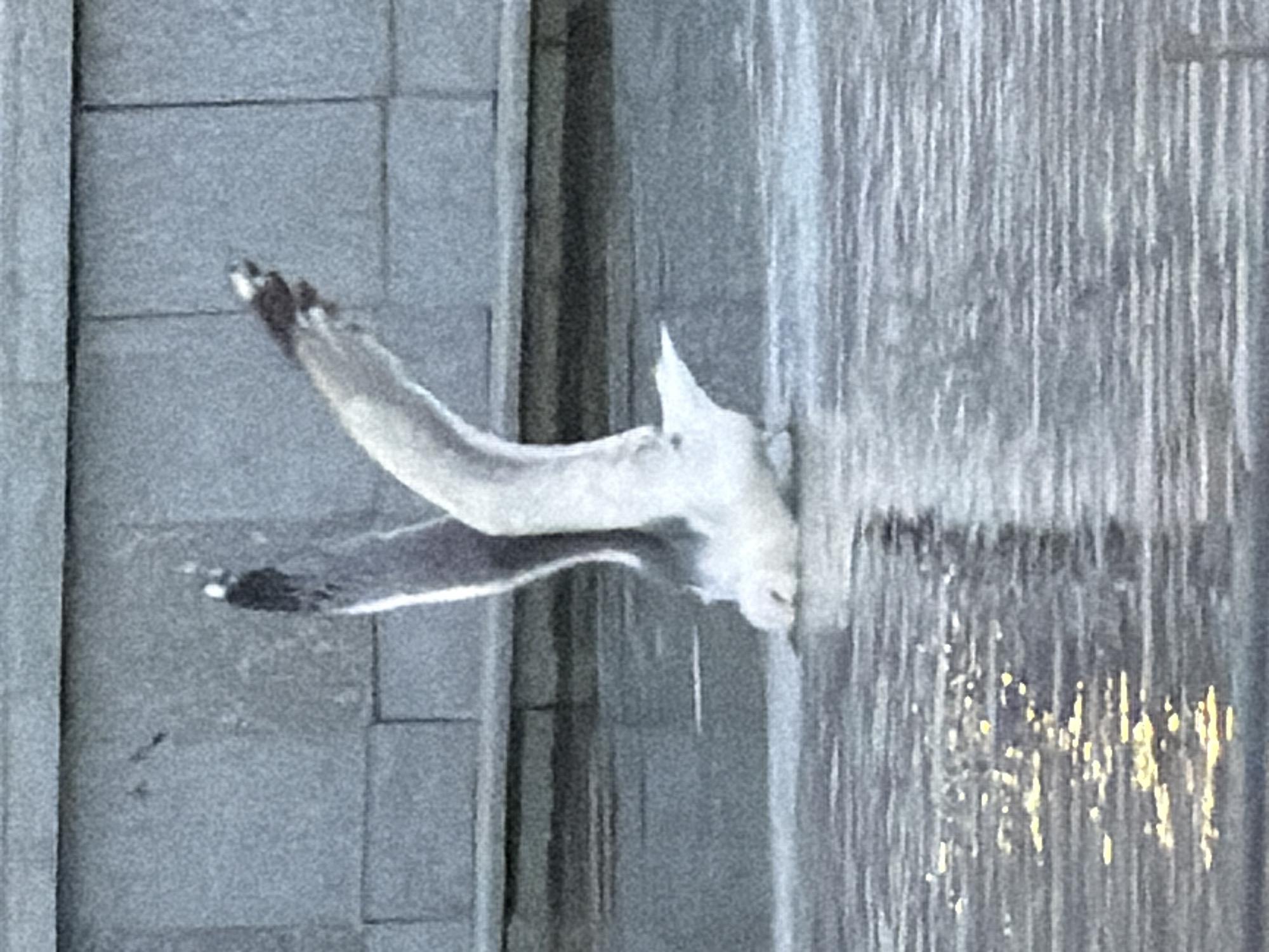 The image shows a seagull standing in shallow water with its wings outstretched. The seagull is mostly white with grey wings and black tips. It appears to be in the process of landing or taking off from the water. The background consists of a grey stone wall. The water is reflective, showing streaks of light. This scene is likely located in the city of Astana, Kazakhstan, possibly near a fountain or a body of water in a public space, given the presence of stone architectural elements and the urban setting implied by the background.