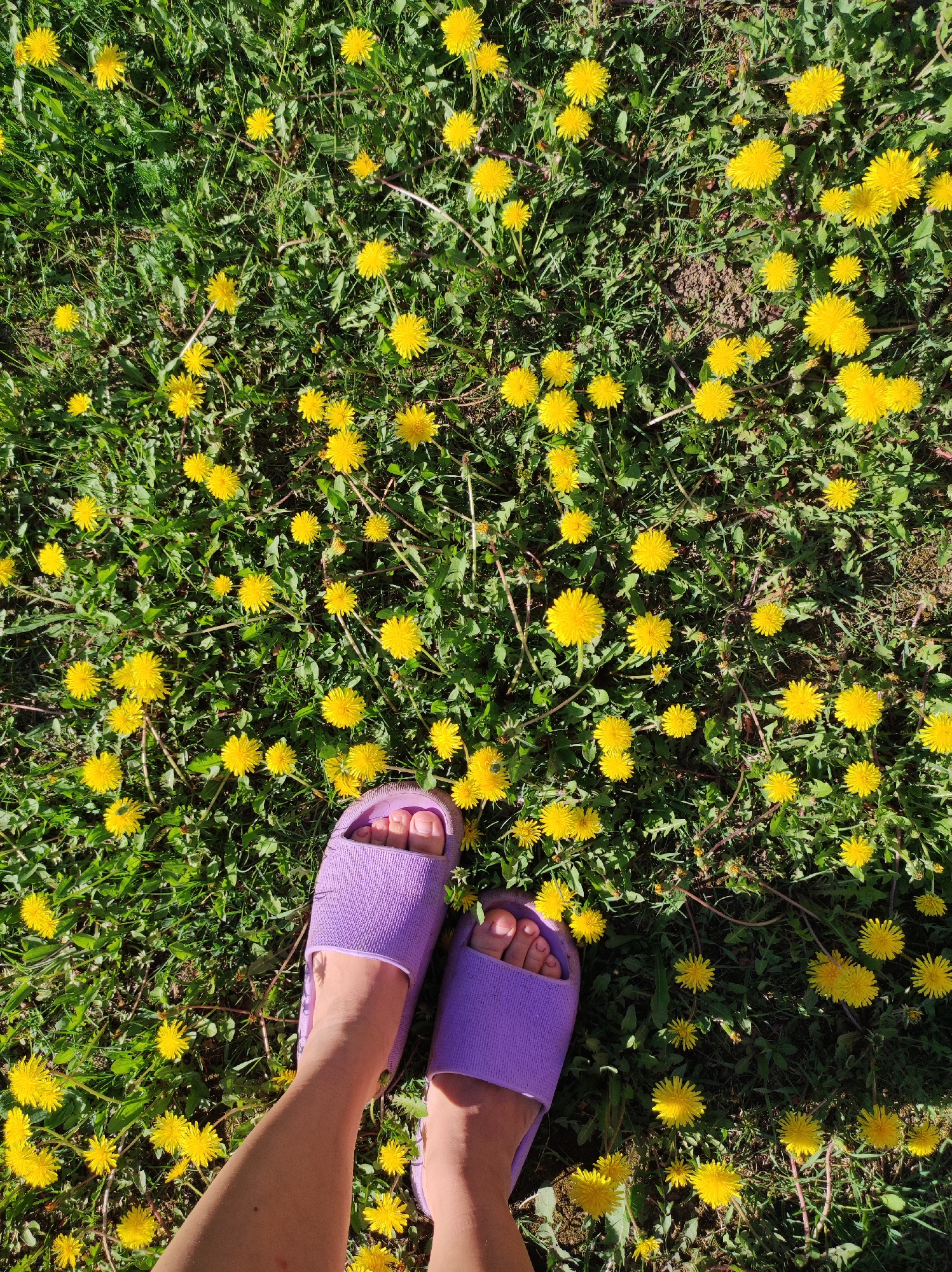 A high-angle shot captures a person's feet wearing lavender-colored slide sandals standing in a field of dandelions. The dandelions are in full bloom, exhibiting bright yellow flowers amidst green grass. The sunlight is visible, casting shadows, and highlighting the texture of the grass and dandelion flowers. The location is implied, but not confirmed to be, Фоки, Russia based on other context. No other individuals or objects are present in the image. The person's action is simply standing amidst the dandelions.