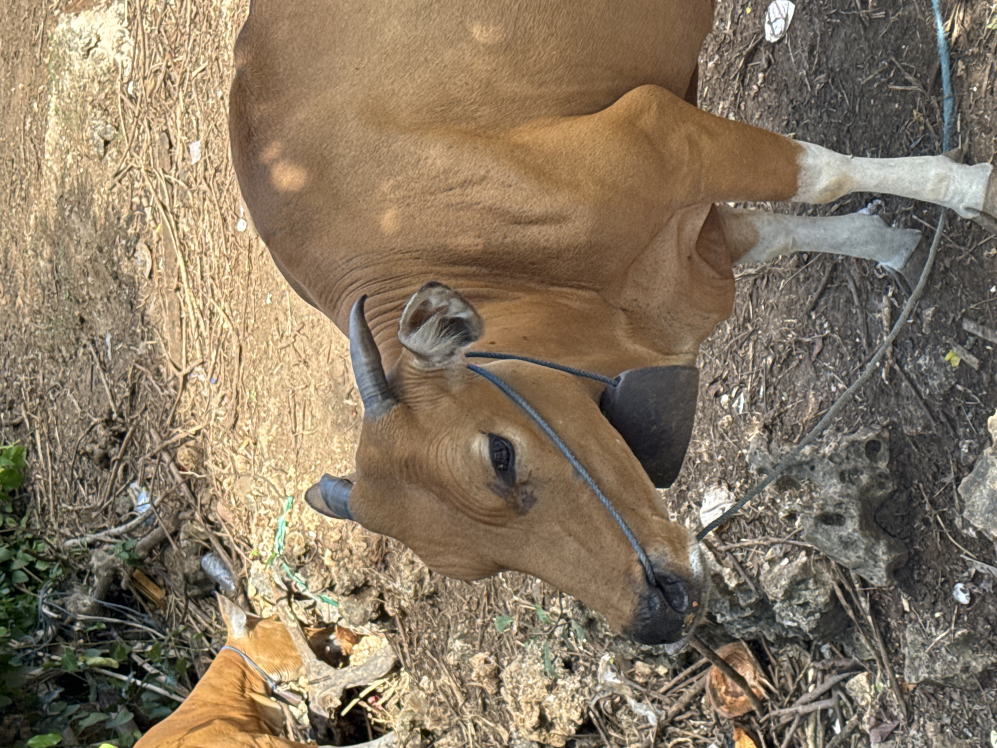 A brown cow with a bell around its neck stands on dry, dirt ground littered with branches and some debris. The cow's head is turned to the left, and its eye is visible. In the background, another brown cow is partially visible. The environment suggests an outdoor rural or semi-rural setting. The image was taken in Kuta Selatan, Indonesia.