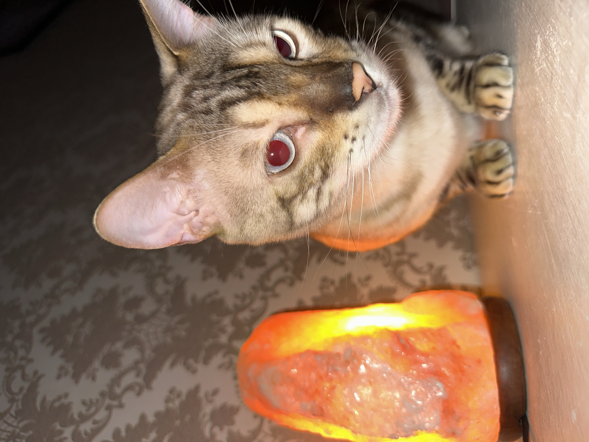 A Bengal cat with striking red-tinted eyes sits on a white surface next to a glowing orange Himalayan salt lamp. The cat's fur displays the characteristic rosettes of its breed. Behind the cat, a wall with a damask pattern is visible, and the overall lighting suggests an indoor setting. The scene is devoid of any human presence or specific city landmarks.