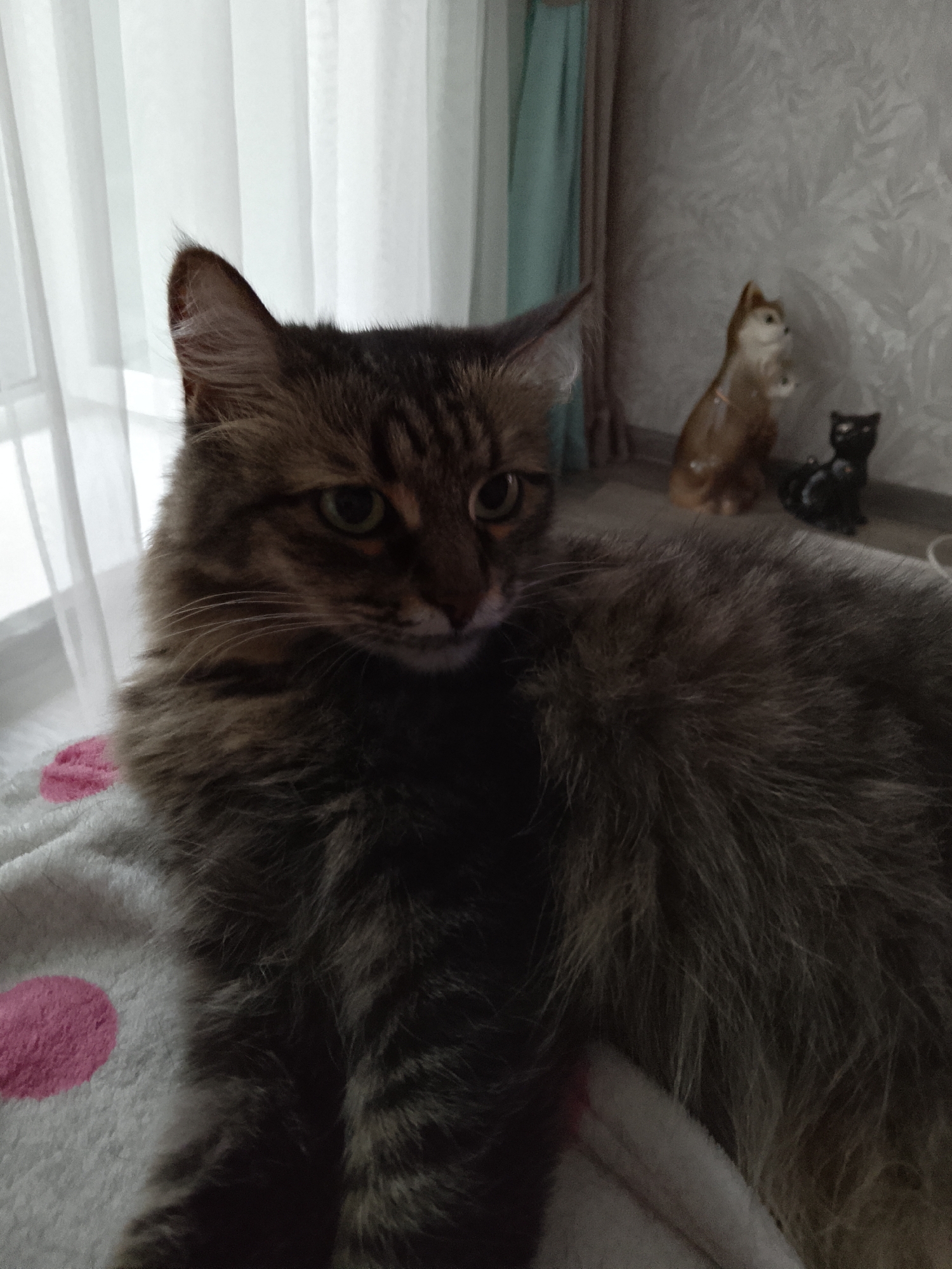 A close-up shot shows a fluffy, long-haired tabby cat lying on a white blanket with pink polka dots. The cat's head and front body fill the majority of the frame, with its fur appearing dark brown and gray with black stripes. Its ears are perked up, and its green eyes are visible. The cat is looking slightly off to the left of the camera.
In the background, the scene appears to be indoors, possibly a bedroom or living room. To the left, sheer white curtains are drawn over a window, letting in soft light. To the right, a wall with a textured wallpaper pattern is visible, and on a surface, two ceramic cat figurines are placed. One is a light brown figurine of a cat sitting up, and next to it is a smaller black cat figurine. The lighting suggests it might be daytime, with diffused light coming from the window. The overall mood of the image is calm and domestic. There is no visible text in the image.