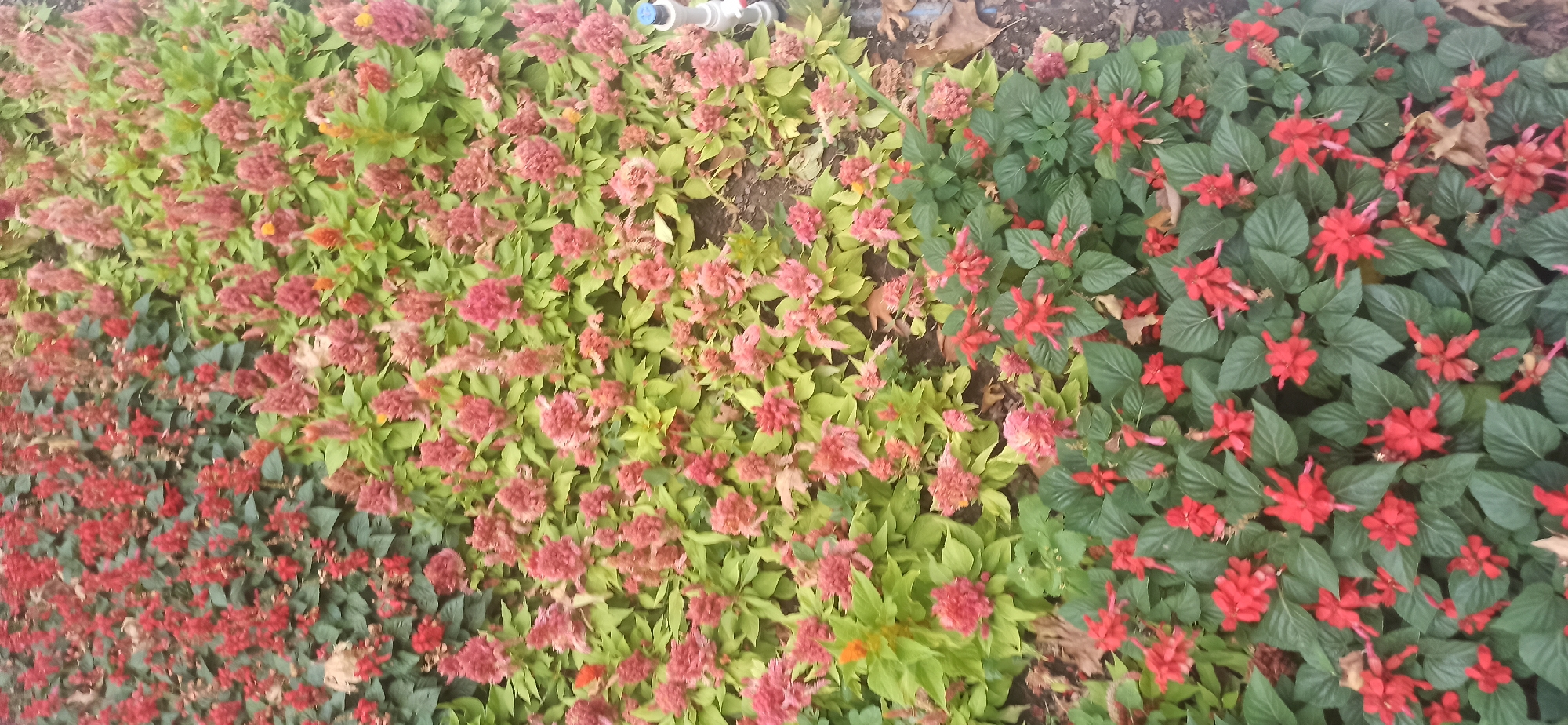 This media file is a top-down, slightly angled shot of a flower bed containing two distinct types of flowers. On the left, there are plants with feathery, pinkish-red flowers and lighter green foliage. These flowers are densely packed and appear to be a type of Celosia. Interspersed with these, and also on the far left and bottom left, are smaller, brighter red flowers with more pointed petals, possibly Salvia.
To the right of the pinkish-red flowers, the flower bed transitions to plants with vibrant red flowers and dark green, glossy leaves. These red flowers are arranged in spikes and are also densely planted. This section appears to be a different variety of Salvia, possibly Salvia splendens, given the color and flower structure.
The background consists of dark soil, with some scattered dry leaves, suggesting an outdoor setting. There are also some indistinct cylindrical objects visible at the top of the image, which could be part of a watering system or garden edging. The lighting suggests it is daytime, possibly overcast or late afternoon, as there are no harsh shadows. There is no visible text in the image. The overall impression is of a well-maintained flower display in a garden or park. The location context of Dushanbe, Tajikistan, places this scene in Central Asia.