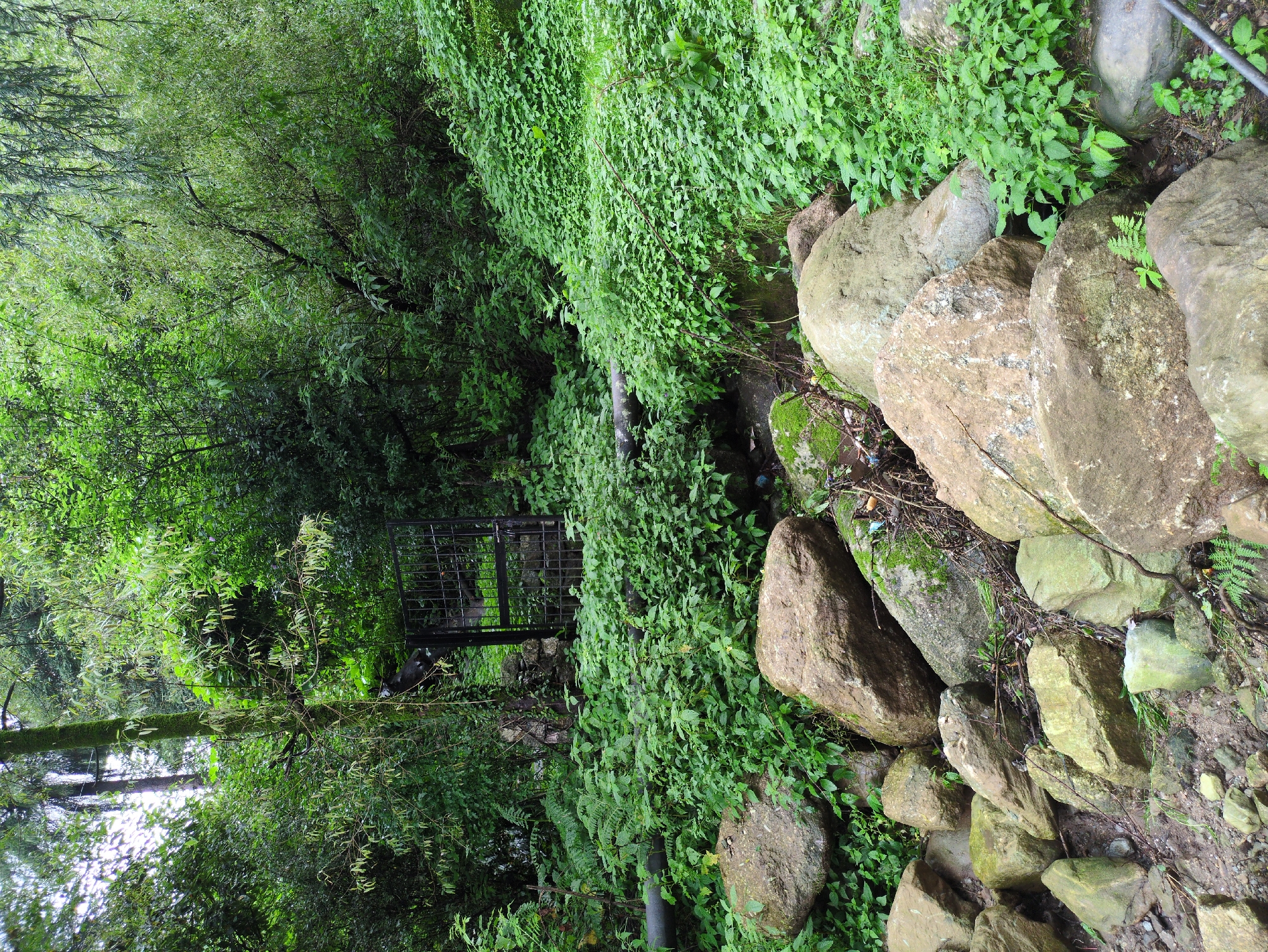 The image depicts a lush, green, overgrown natural environment with a black metal gate set into the dense foliage. A large tree with moss covering its trunk stands to the left of the gate. Large, rough-textured boulders are scattered across the foreground, some covered in moss. A grey pipe runs horizontally in the middle left of the image, partially obscured by vegetation. The scene is consistent with the dense vegetation and rocky terrain found in areas surrounding Dharamkot, India, where natural landscapes are prevalent. There are no people or animals visible in the image.