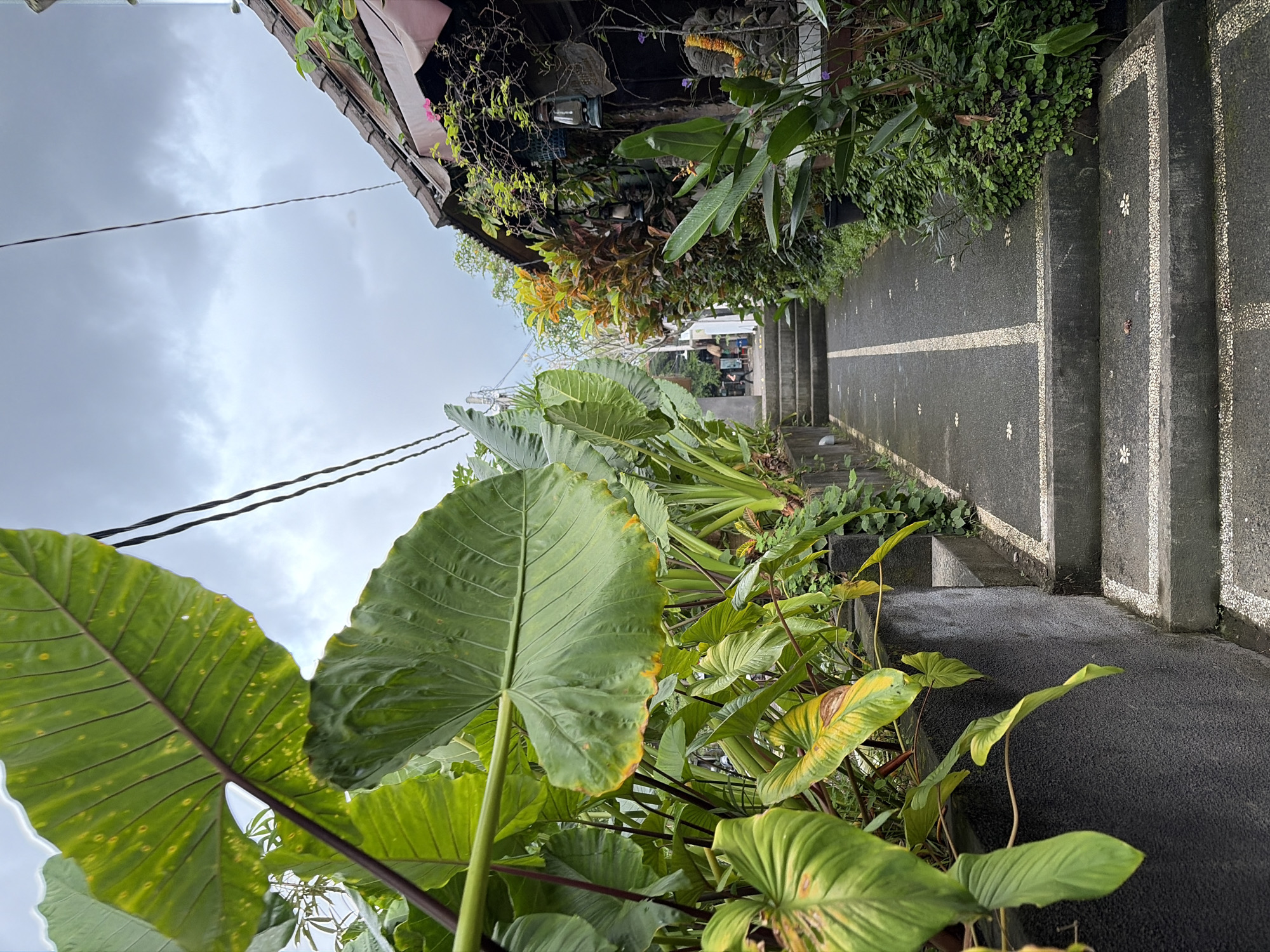 This image depicts a pathway in the city of Ubud, Indonesia, leading through a lush, tropical environment. The pathway is paved with dark grey stone and features a white stripe down the center, with small, decorative white stone patterns embedded along the edges. Several steps made of the same grey stone are integrated into the pathway, ascending gently.
On the left side of the pathway, large, vibrant green elephant ear plants with dark purple stems dominate the foreground, their massive leaves drooping slightly. The plants are growing out of a textured grey wall.
On the right side, the pathway is bordered by dense greenery, including smaller plants with reddish-yellow leaves and darker green foliage. A rustic building with a tiled roof and wooden accents is visible, with vines and foliage growing on its exterior. Decorative lanterns hang from the building's overhang. A stone statue, possibly of a deity, adorned with an orange garland is partially visible near the building.
In the distance, at the top of the steps, two individuals are walking away from the camera, appearing to be entering the area beyond. The sky above is overcast with grey clouds, suggesting a potentially rainy or humid day. Electrical wires are strung across the sky, indicating the presence of urban infrastructure. The overall scene conveys a sense of natural beauty and a tranquil, tropical atmosphere.