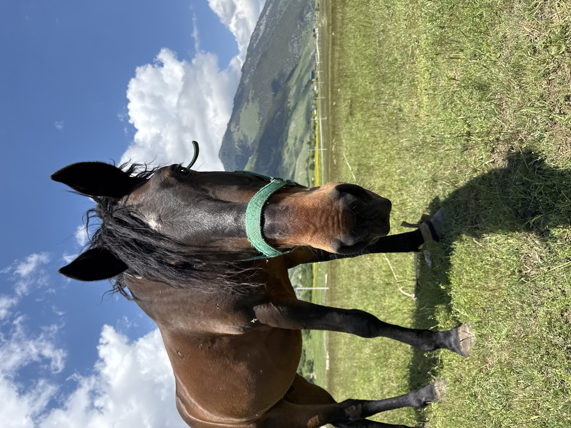 A close-up shot captures a brown horse standing in a grassy field. The horse is facing the camera, with its head slightly lowered. A green halter is around its muzzle. In the background, a vast mountain range rises under a bright blue sky dotted with white clouds. The foreground is dominated by green grass, with hints of yellow flowers in the distance. The overall scene conveys a sense of rural tranquility. The location is Верхне-Тебердинское сельское поселение, Russia.