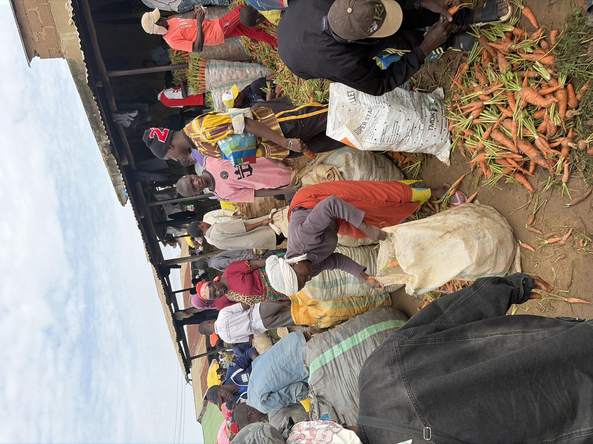 This is a photograph of a bustling open-air market in Gura Top, Nigeria. The image depicts a lively scene with numerous individuals engaged in trade and commerce. The foreground is dominated by large sacks filled with produce, primarily carrots, which are also scattered on the ground. Several people are seen interacting with the produce, either sorting, bagging, or preparing it for sale.
The people in the image are diverse, dressed in casual and traditional attire. Some are wearing headscarves and vibrant fabrics, indicative of local fashion. They appear to be a mix of vendors and shoppers. Actions captured include a woman in a purple top and orange skirt reaching into a sack, a man in a black jacket and cap sorting carrots, and a young person in a pink shirt looking towards the viewer.
The environment suggests a busy market with stalls set up under corrugated metal roofs, providing shade from the sun. The ground is dirt, consistent with an outdoor market setting. The background reveals more market activity, with additional stalls, people, and various goods being displayed. The overall atmosphere is one of active commerce and community interaction within the Nigerian city of Gura Top.